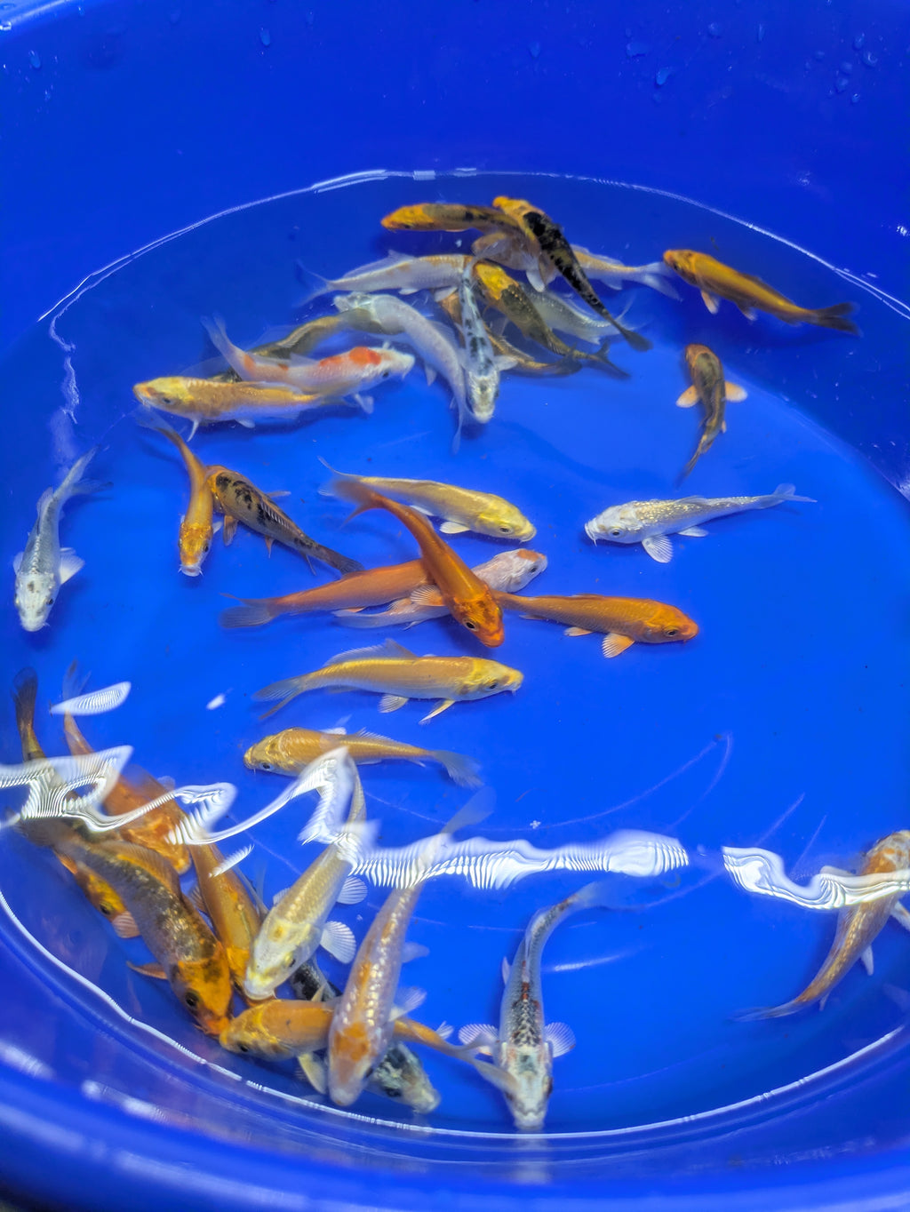 3-4" Imported Hikari Koi Fish