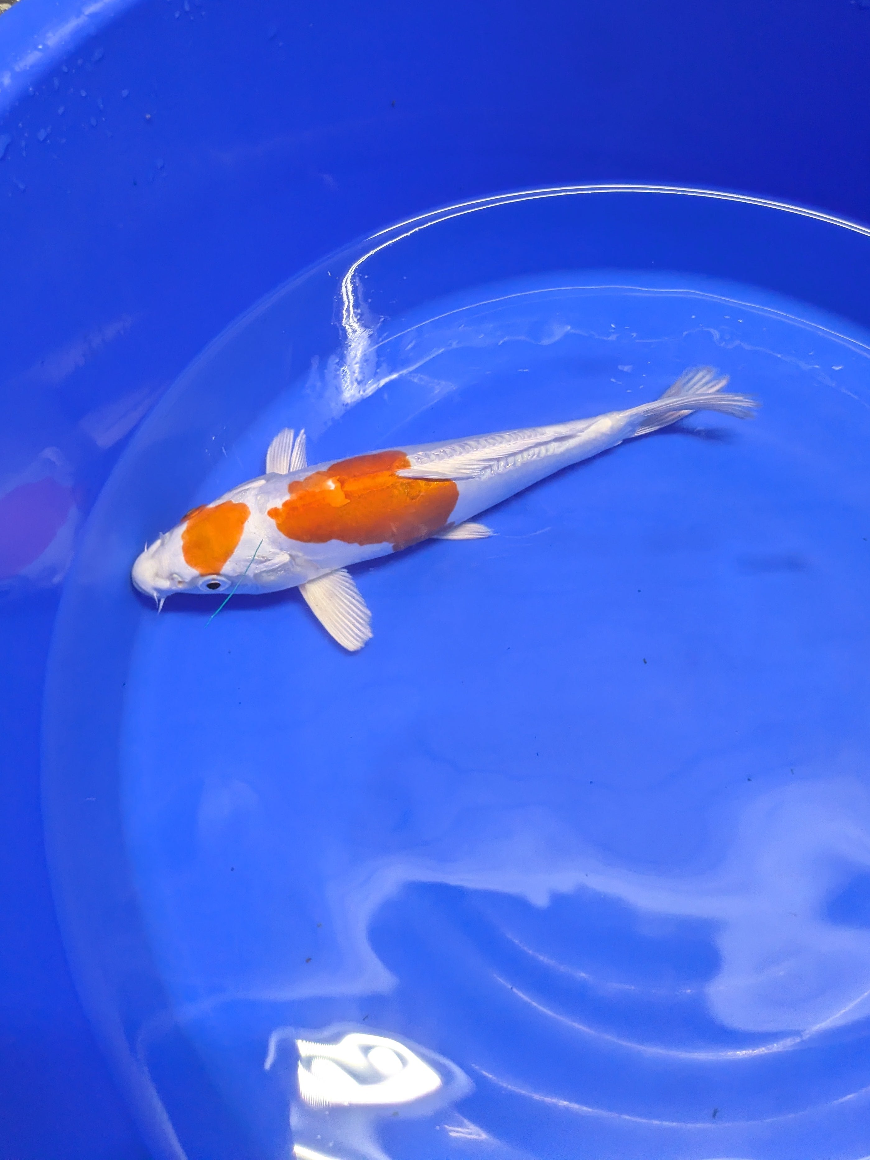 8-10" Koi Fish, High quality imported Doitsui tancho Koi fish!