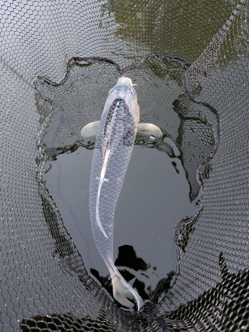 24" Jumbo Asagi Koi Fish