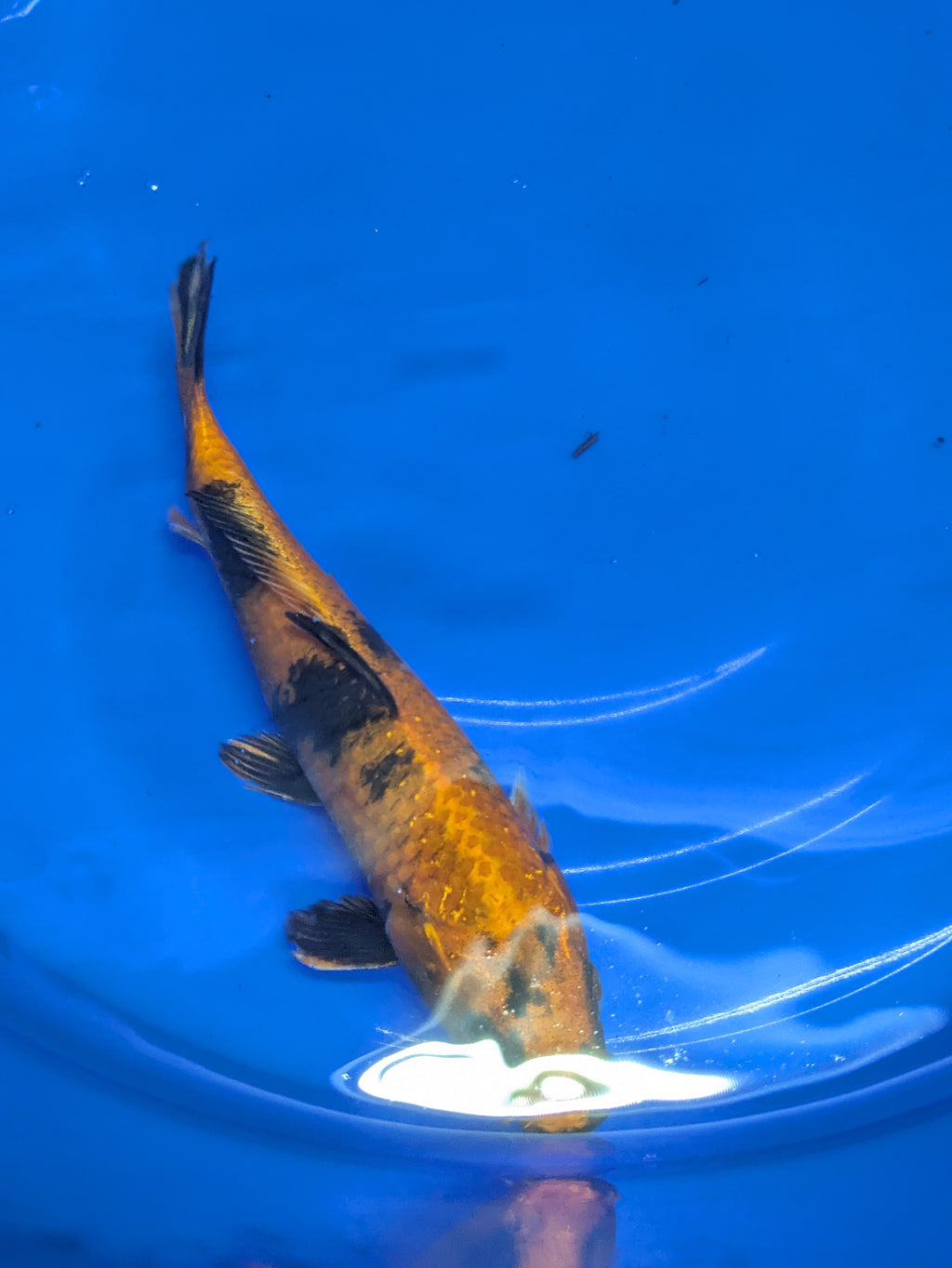 8-10" High quality imported Hi Utsuri Koi Fish