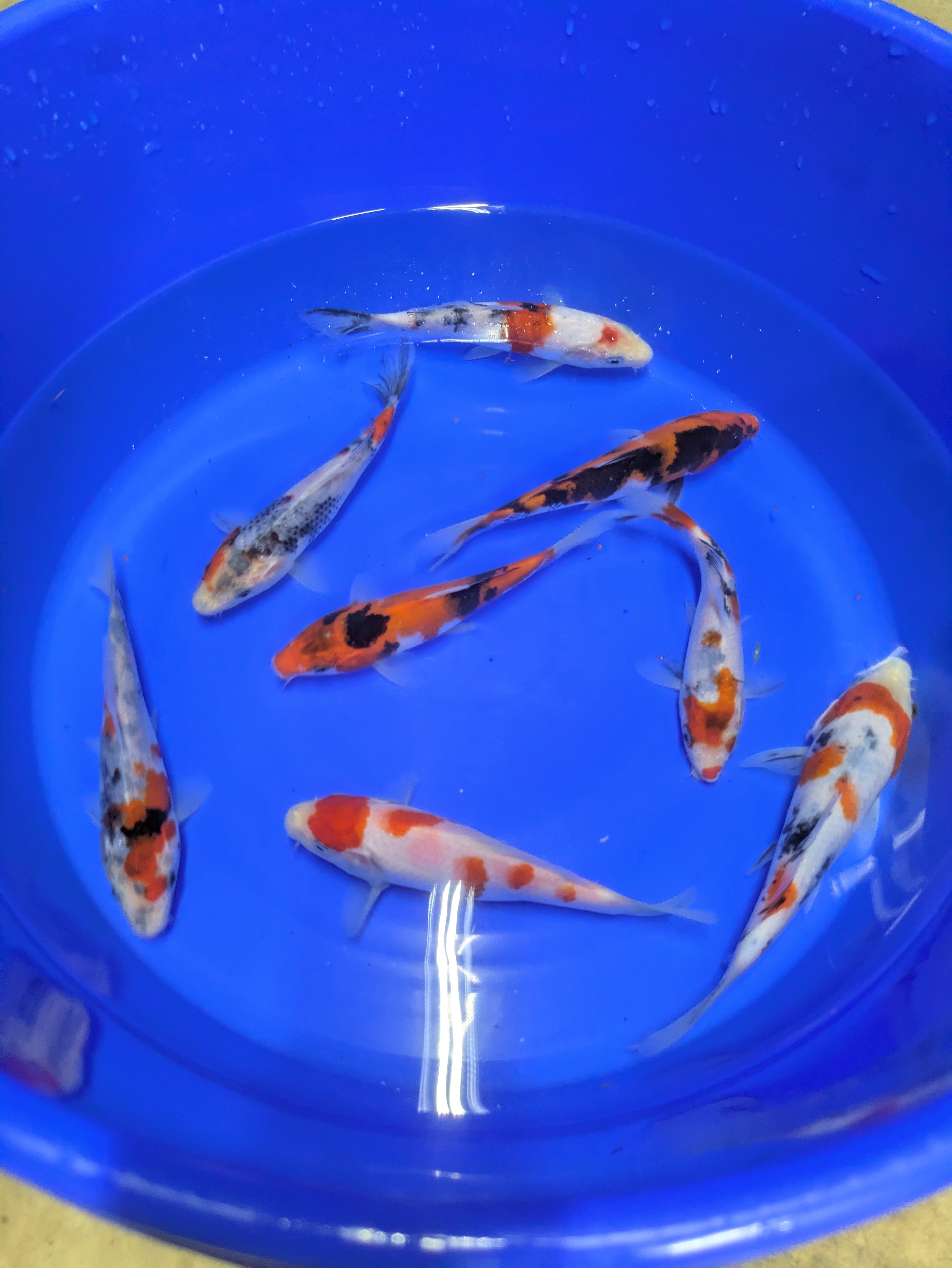 5-6" High Quality Showa and Sanke Koi Fish