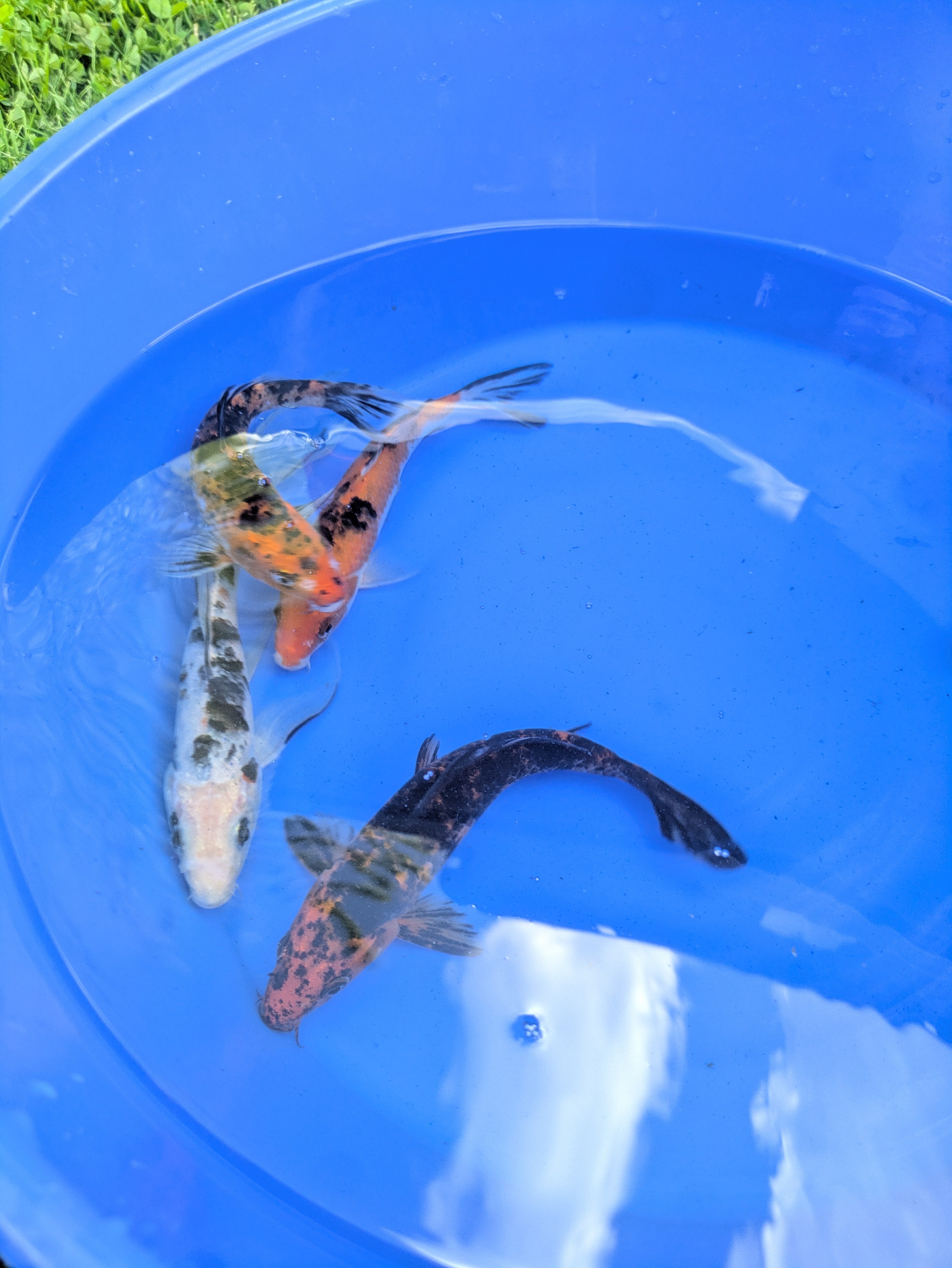 6"-8" Beginner Grade Koi Fish