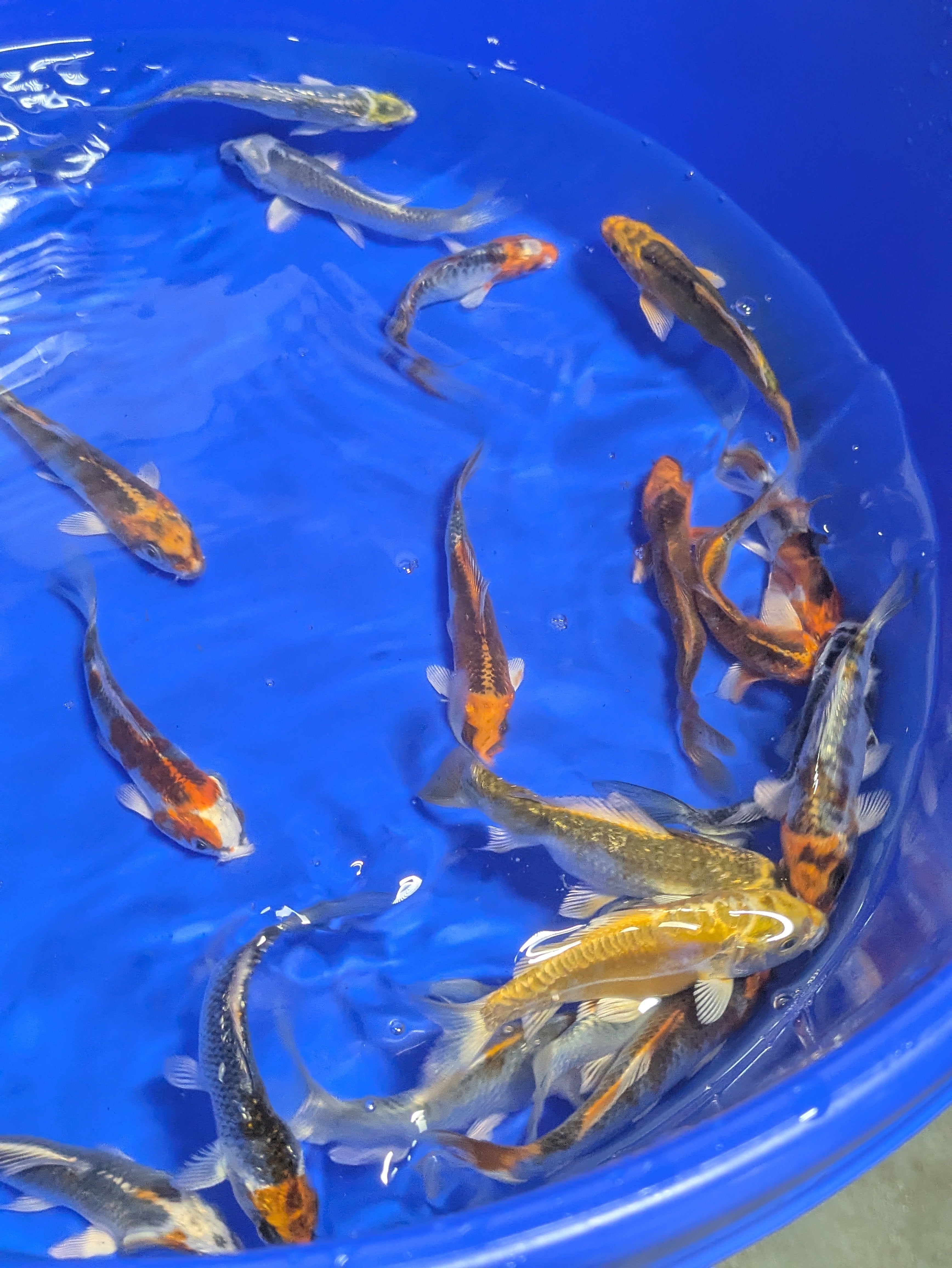 4-5" Imported Skeleton Koi Fish
