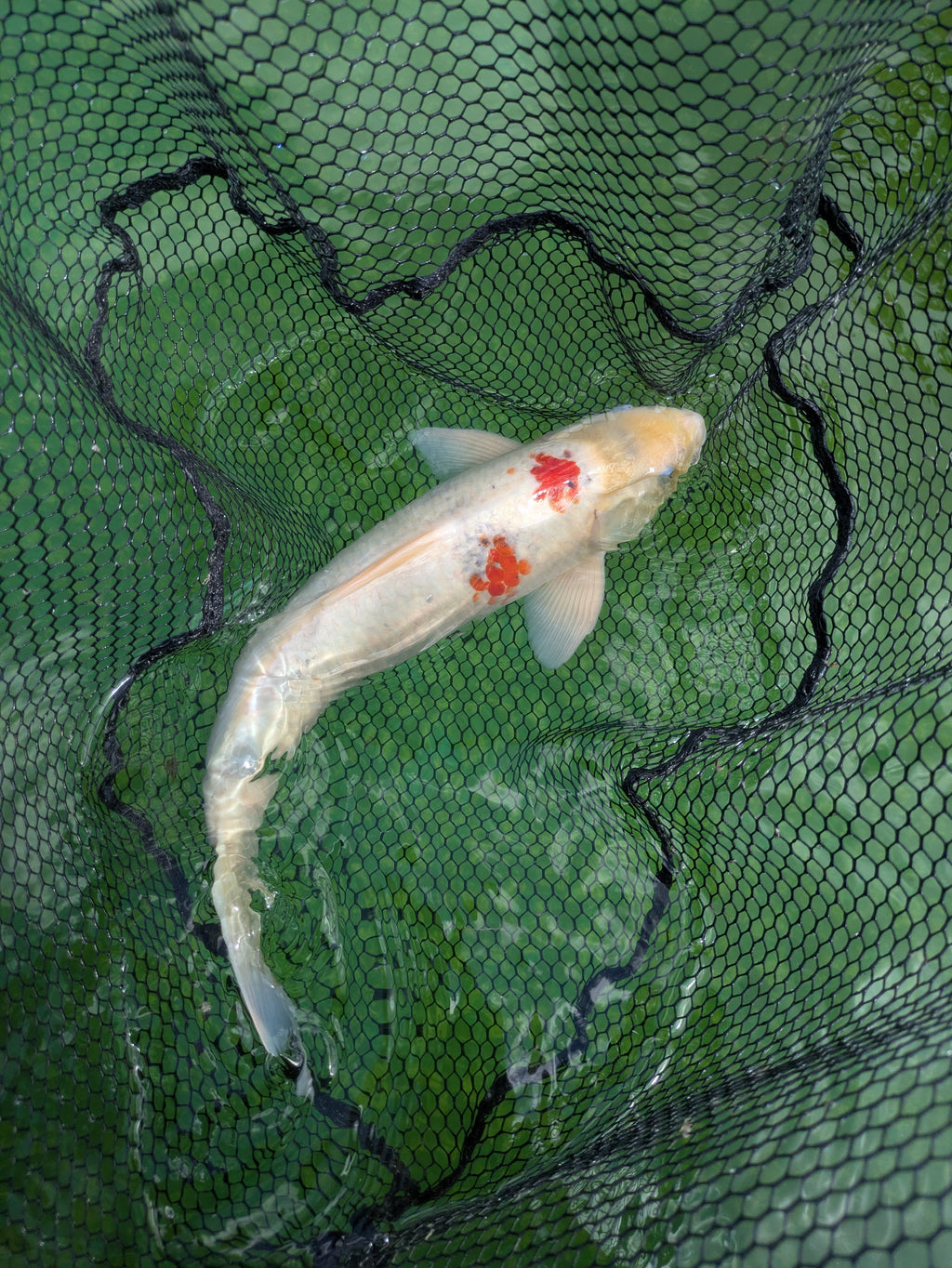 22" Jumbo Sanke Koi Fish