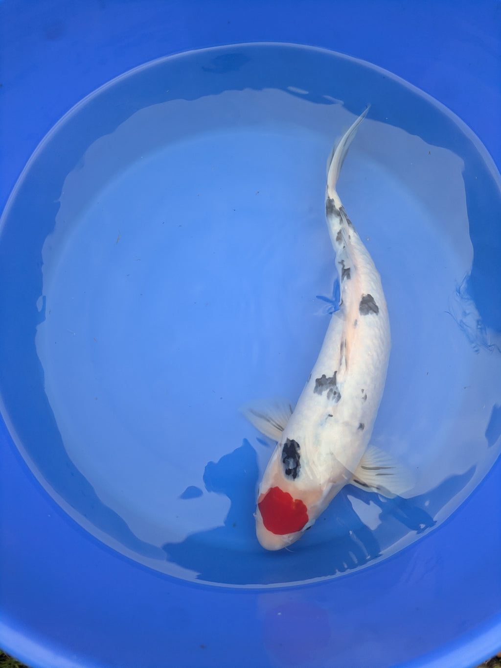 14-16" Imported Tancho Sanke Koi Fish