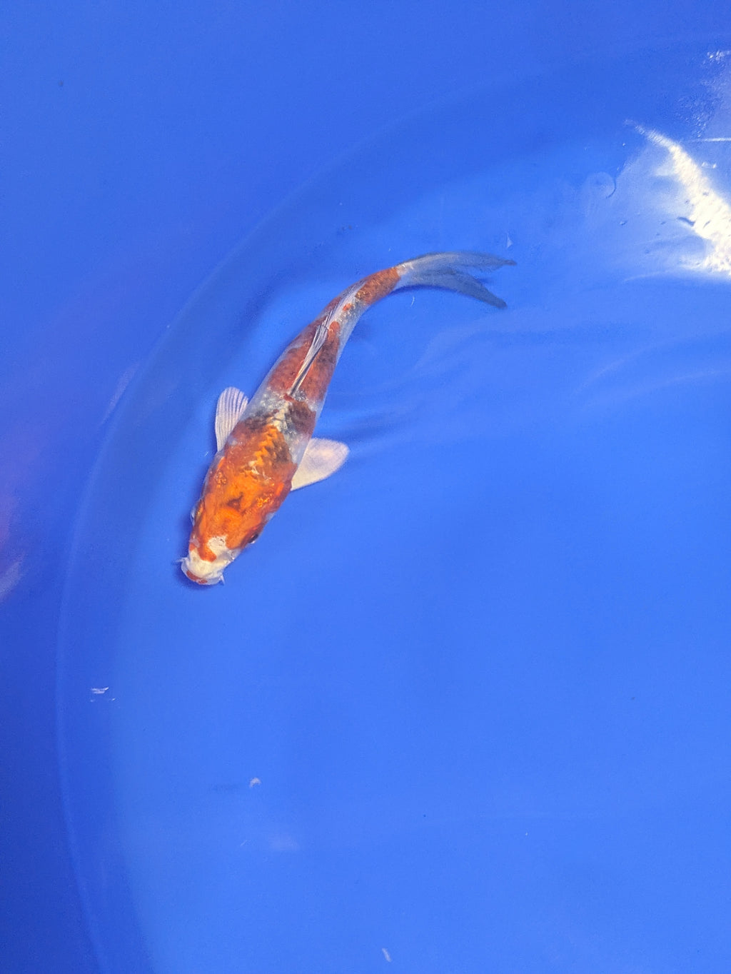 5-6" Premium Select Imported Koi Fish