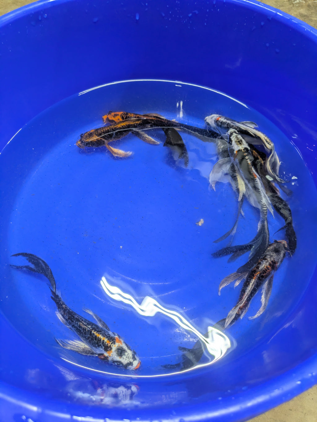 7-8" Imported Skeleton Butterfly Koi Fish