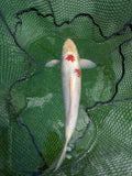 22" Jumbo Sanke Koi Fish