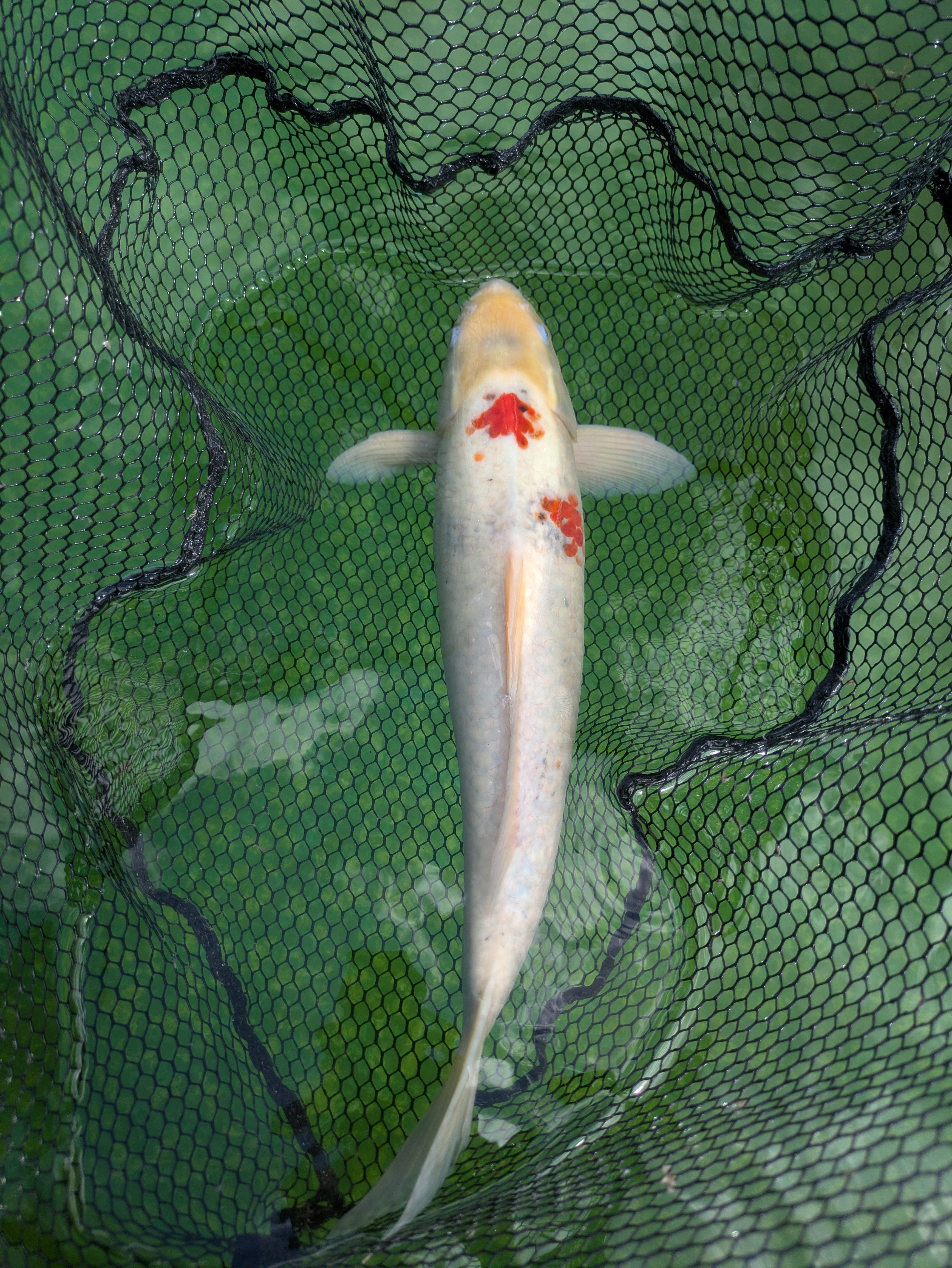22" Jumbo Sanke Koi Fish