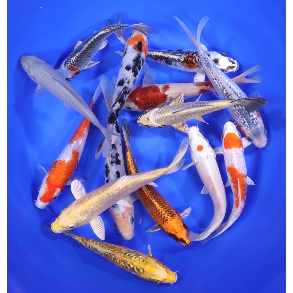 Lot of 12, 6-7" Imported Standard Grade Koi Fish. Available by shipping only!