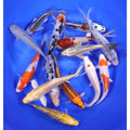 Lot of 12, 6-7" Imported Standard Grade Koi Fish. Available by shipping only!