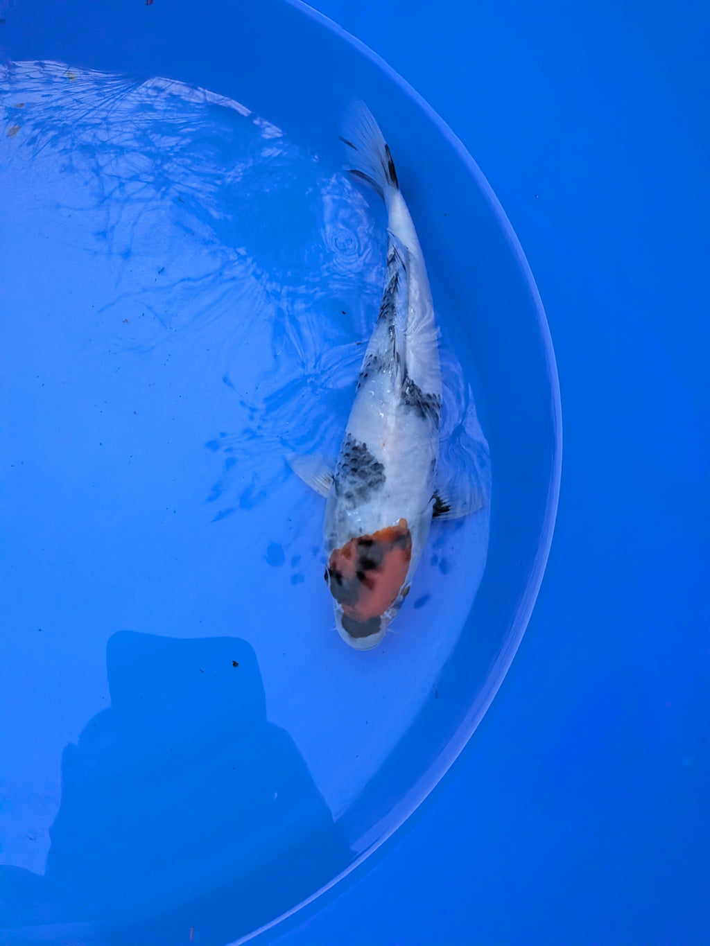 9" American Tancho Showa Koi Fish