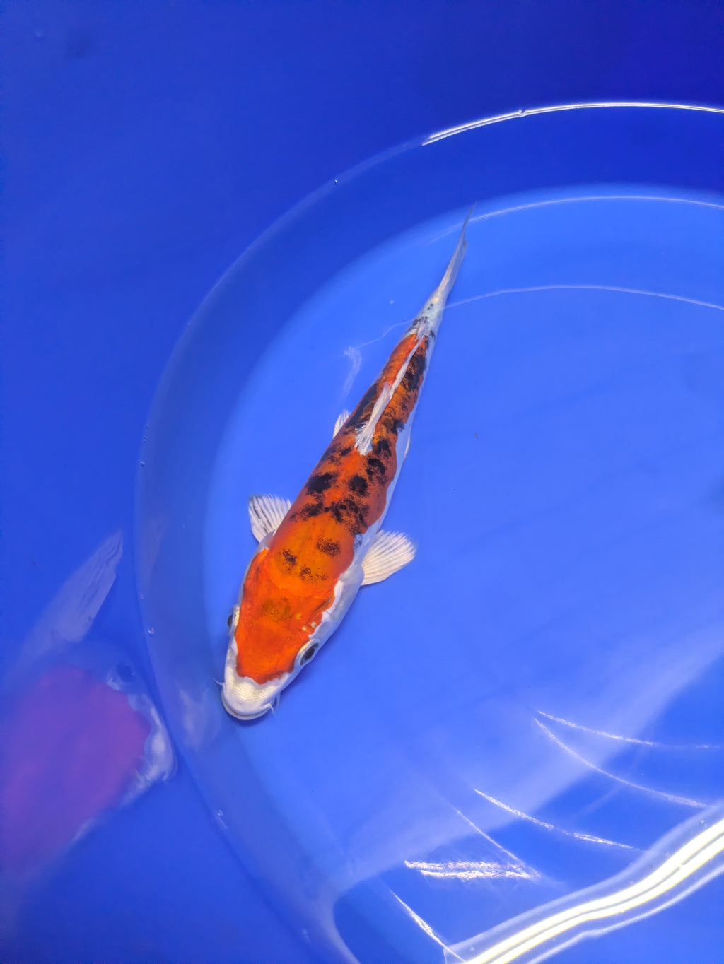 8-10" High quality imported Doitsui Koi Fish