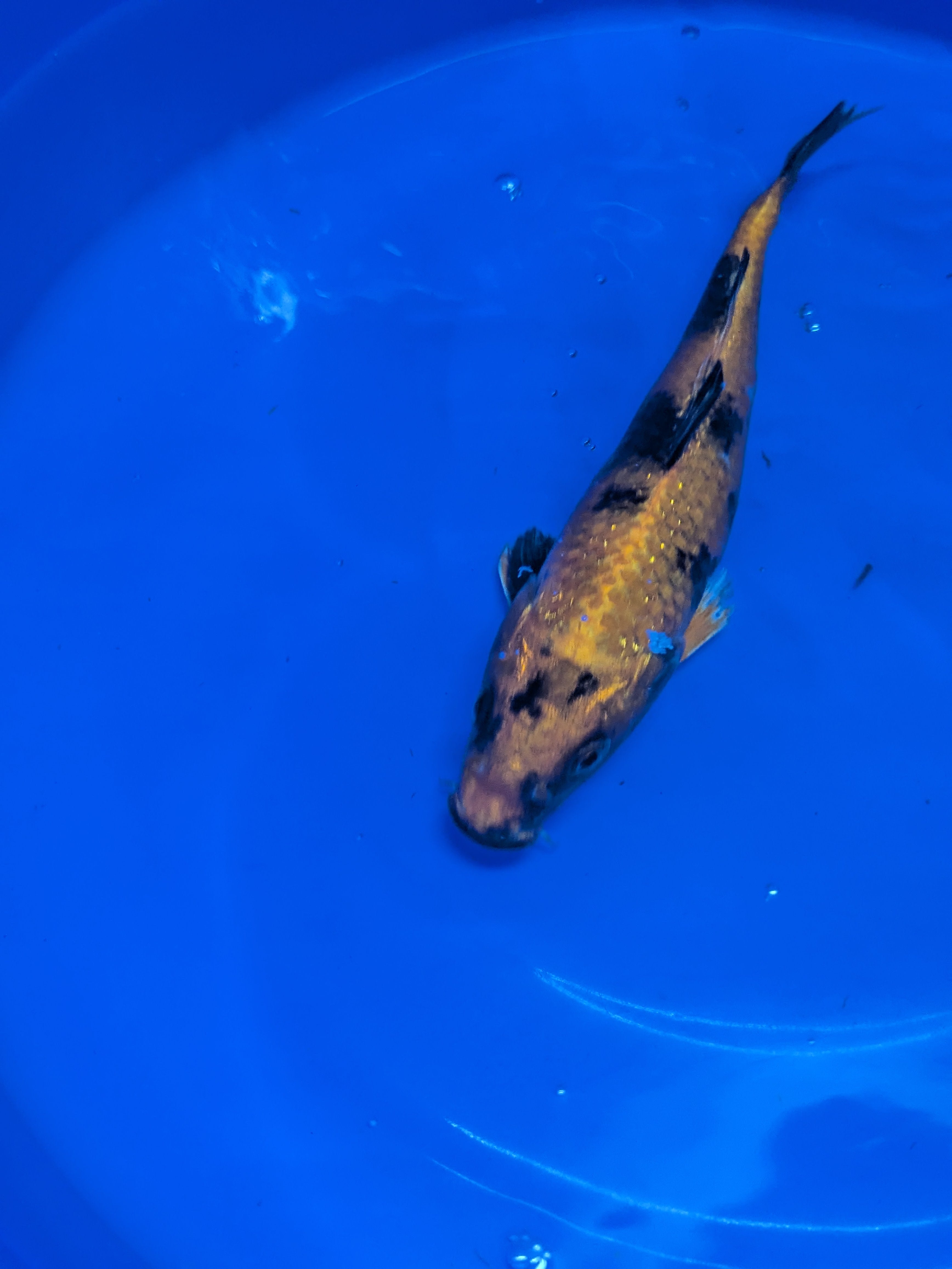 8-10" High quality imported Hi Utsuri Koi Fish