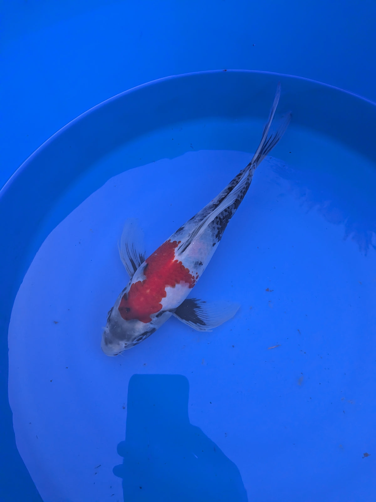 Japanese Imported Butterfly Showa Koi Fish