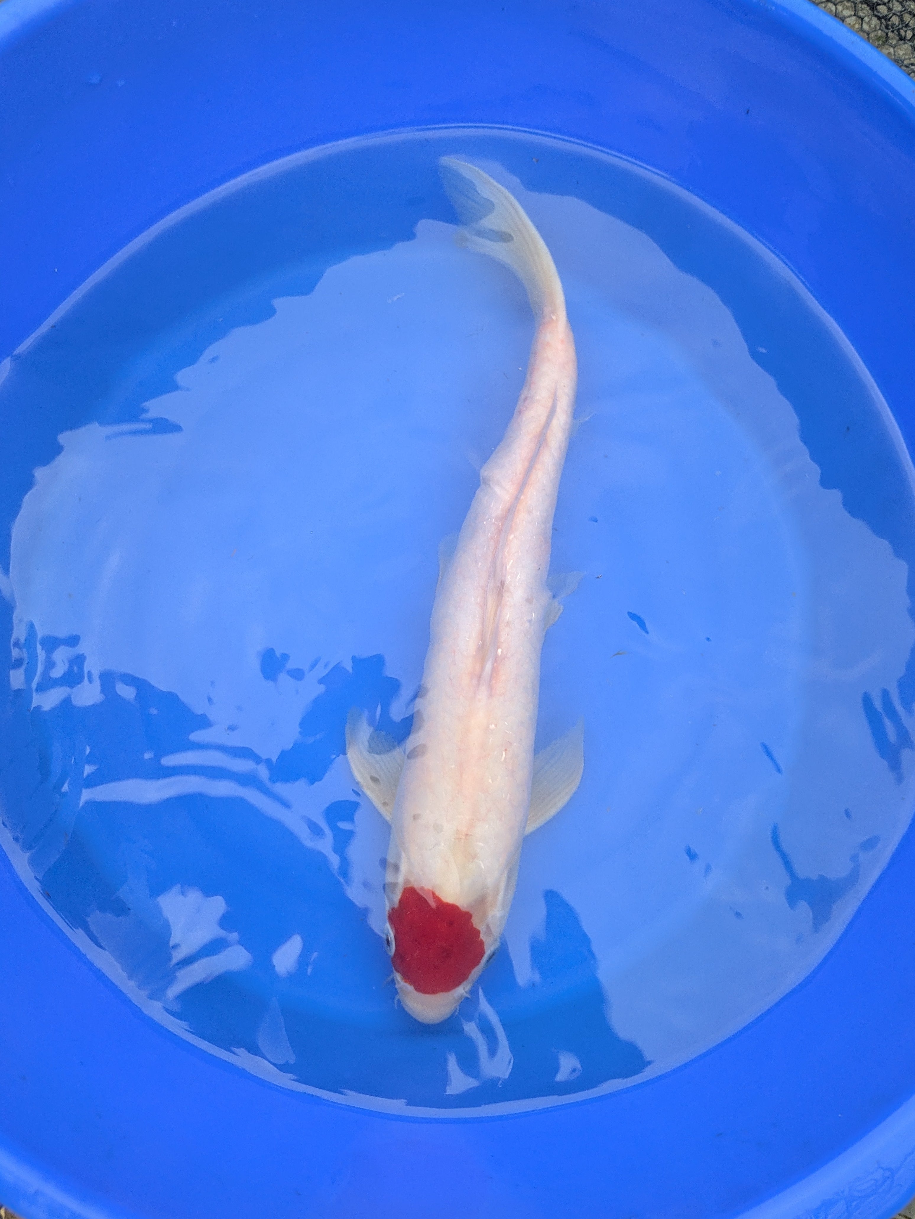 14-16" Imported Tancho Kohaku Koi Fish