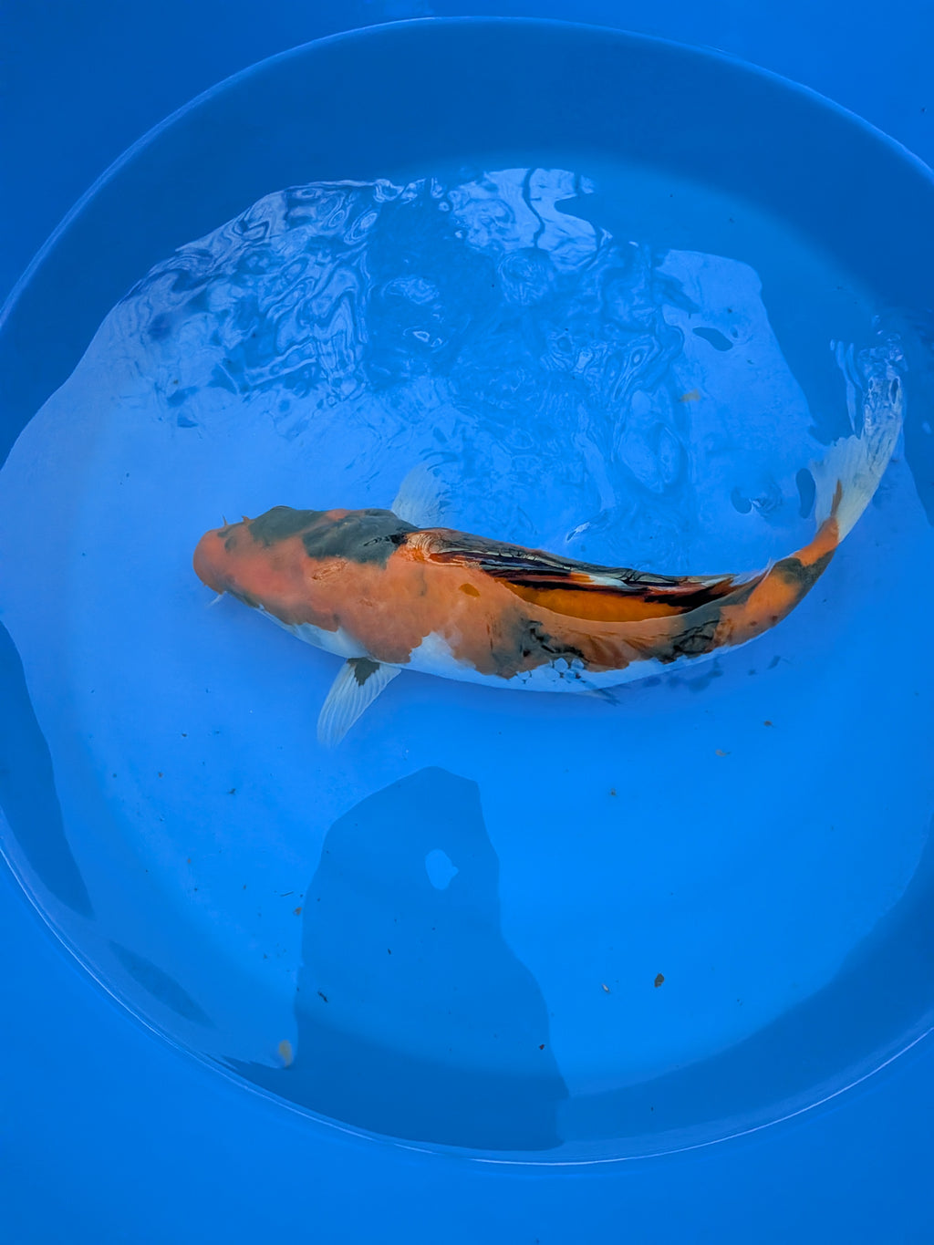 11" American Showa Koi Fish