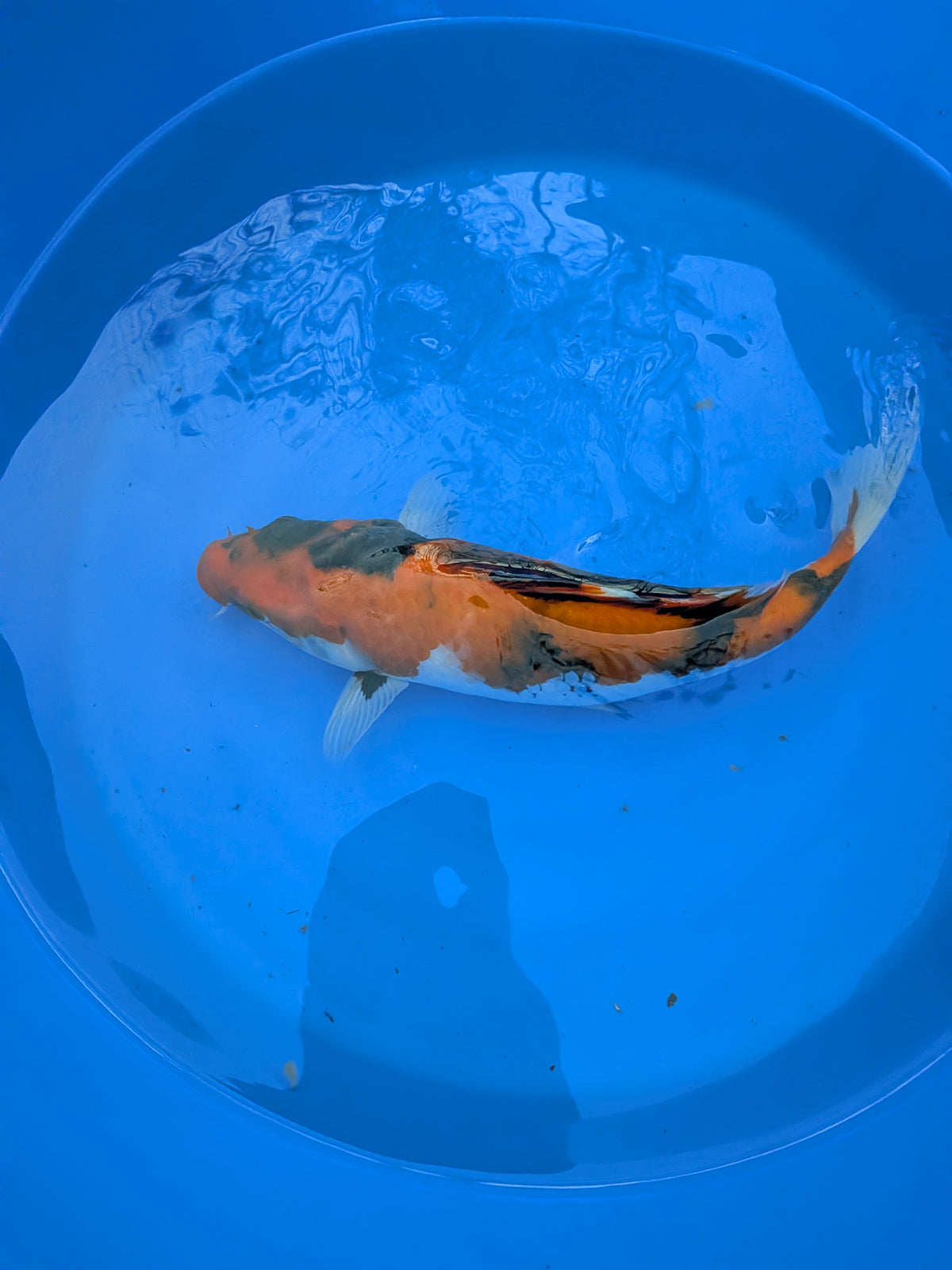 11" American Showa Koi Fish