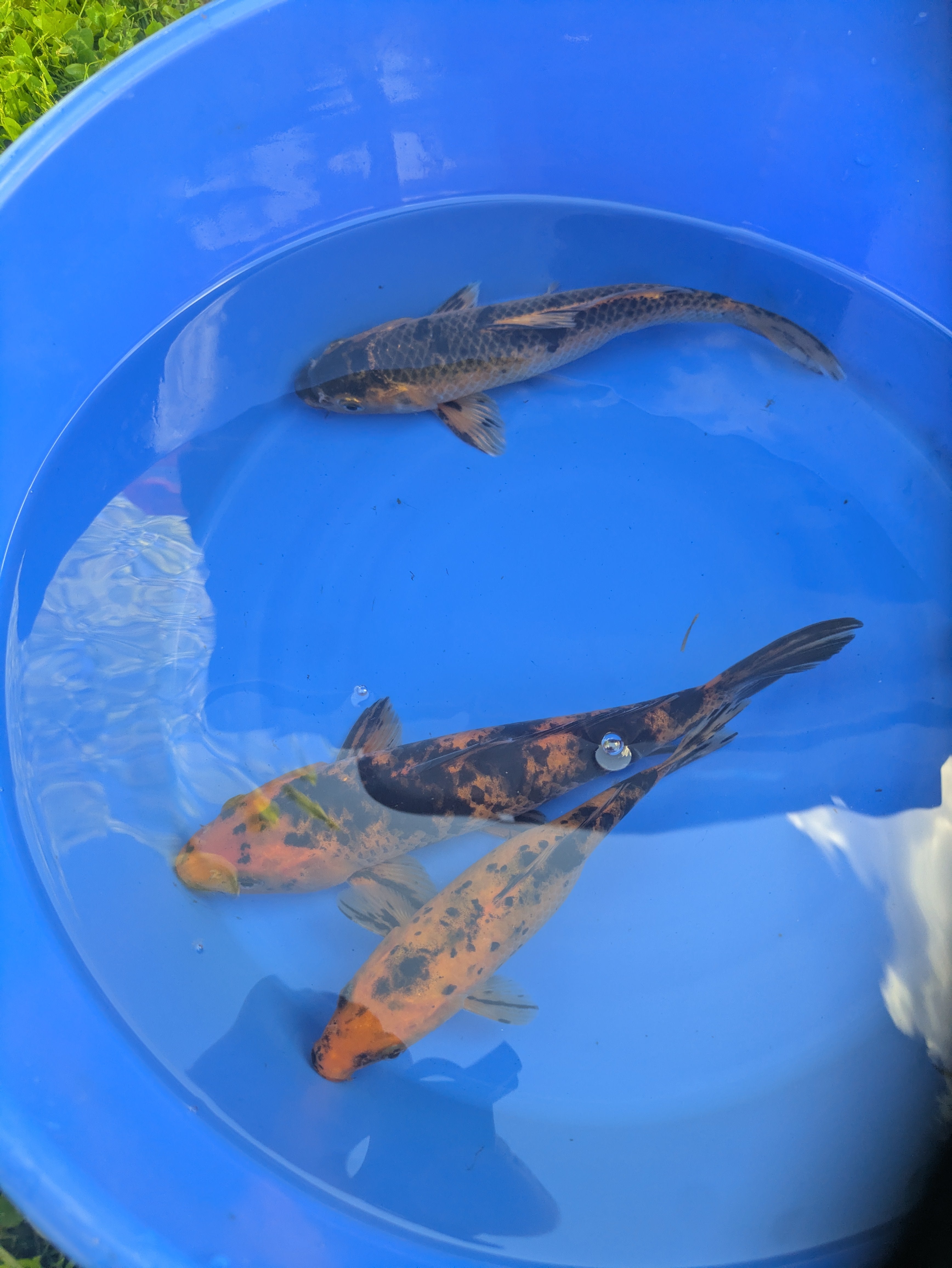 8"-10" Beginner Grade Koi Fish
