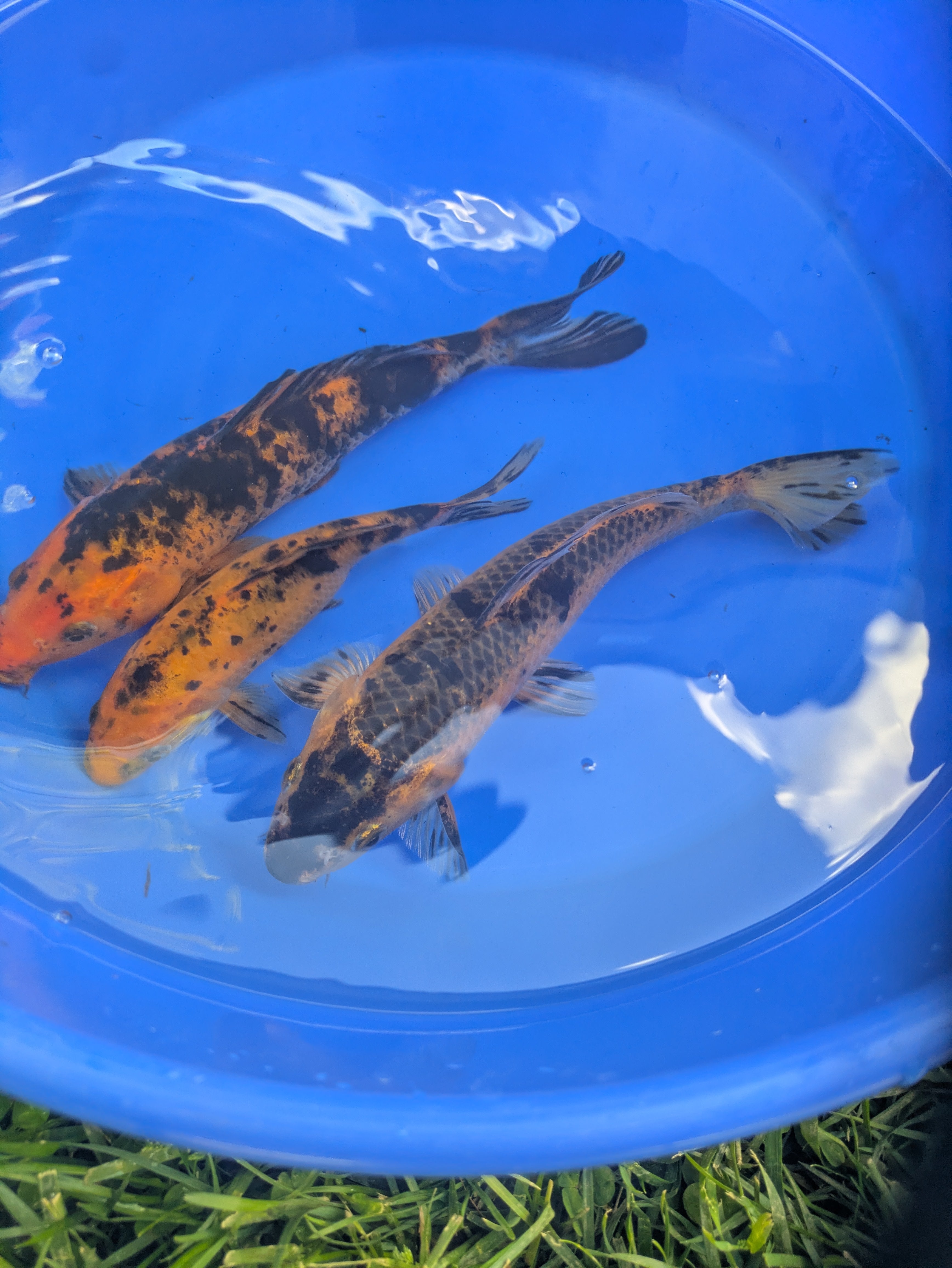 8"-10" Beginner Grade Koi Fish