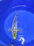 12" Shusui Semi Longfin Cross Koi Fish