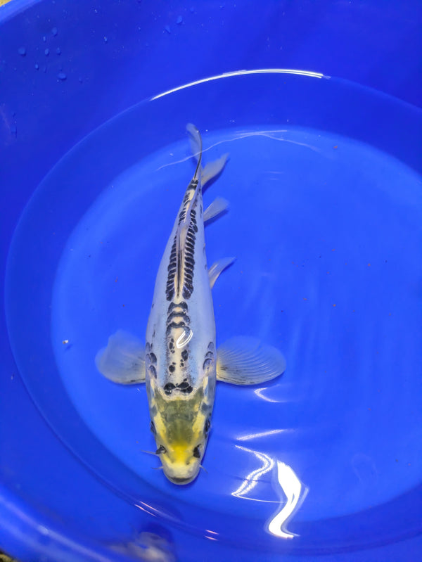12" Shusui Semi Longfin Cross Koi Fish