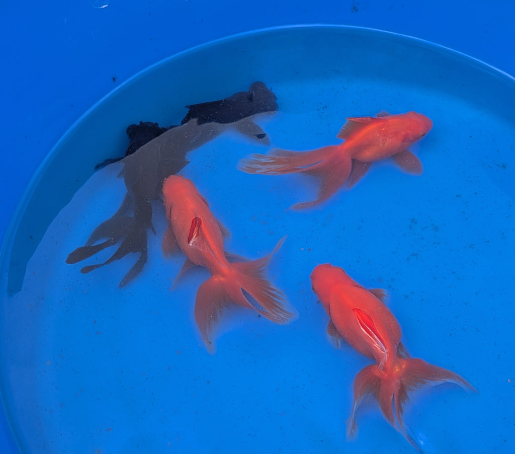 Medium Fantail Goldfish