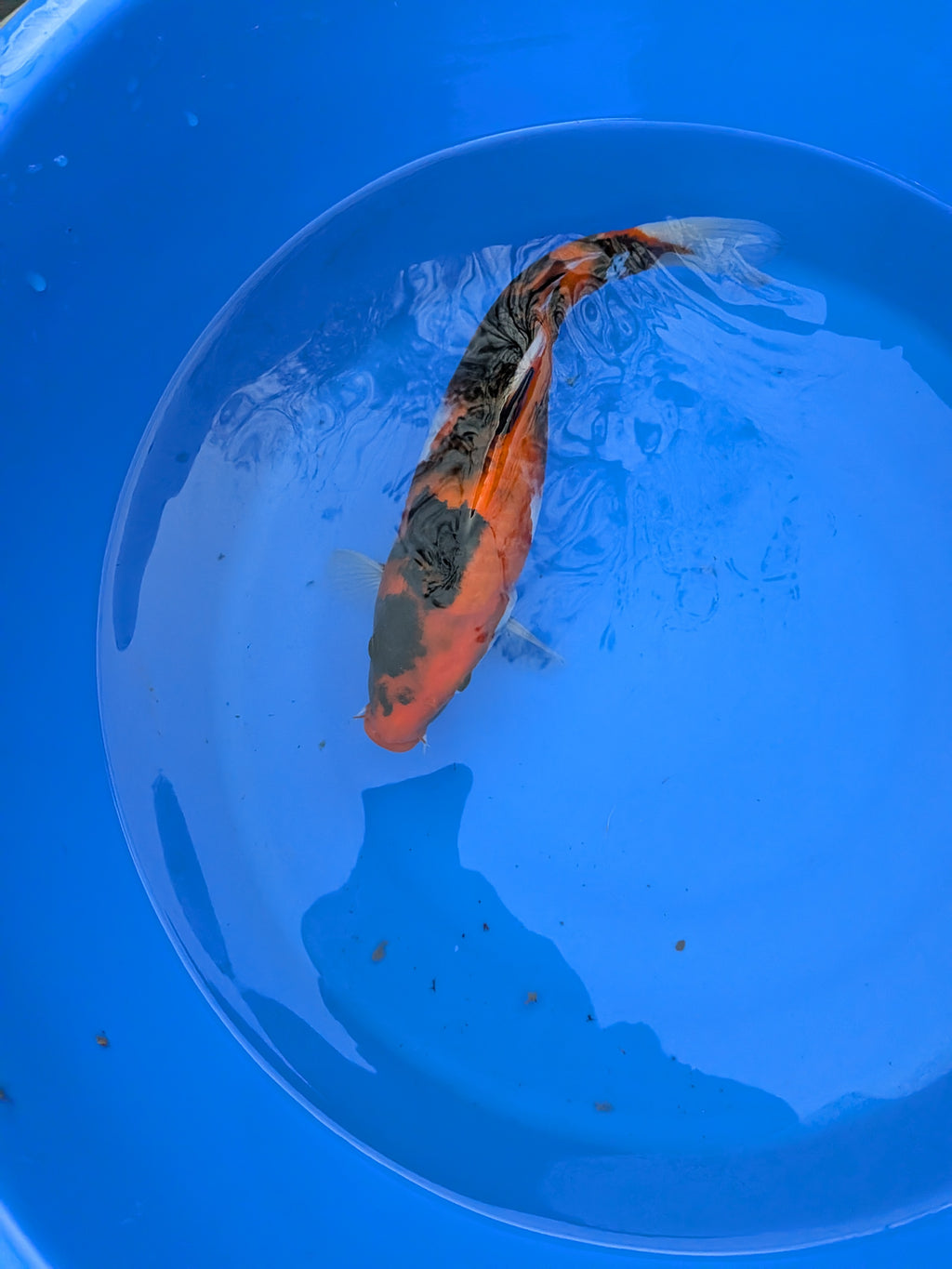 11" American Showa Koi Fish