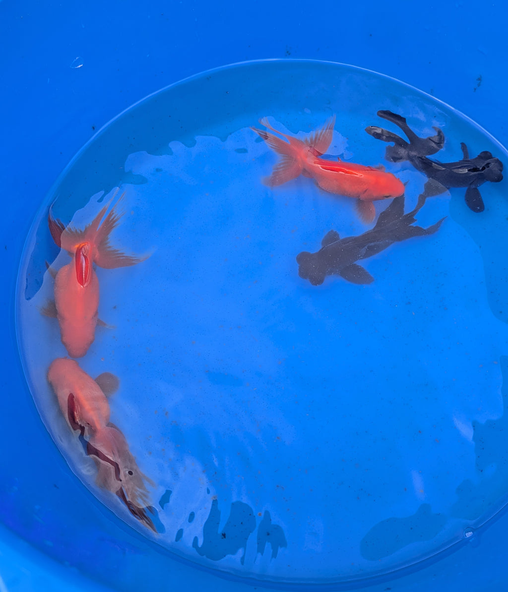Medium Fantail Goldfish
