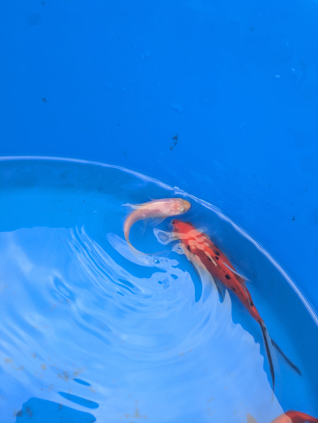 Small pond grade Goldfish