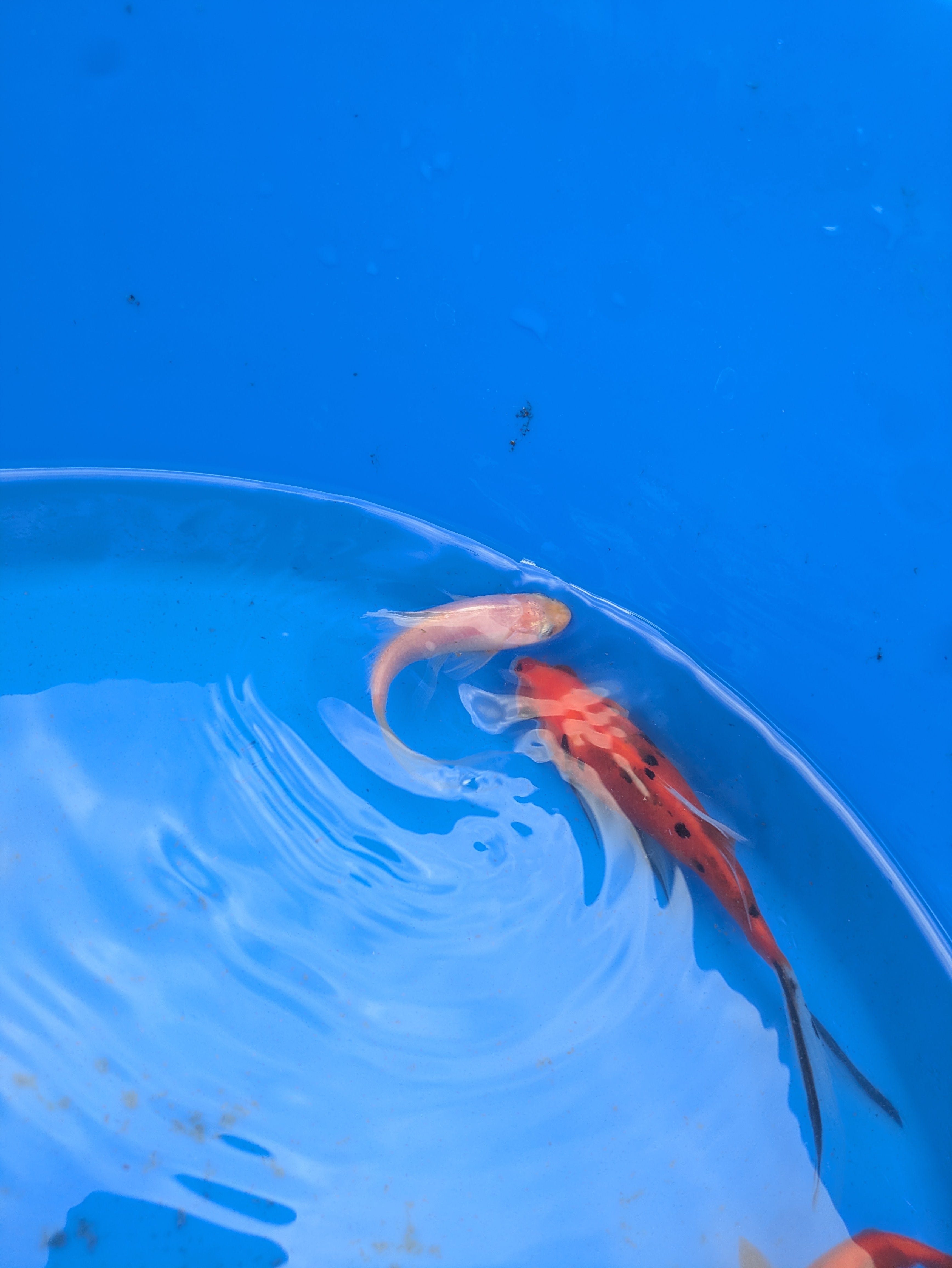 Small pond grade Goldfish