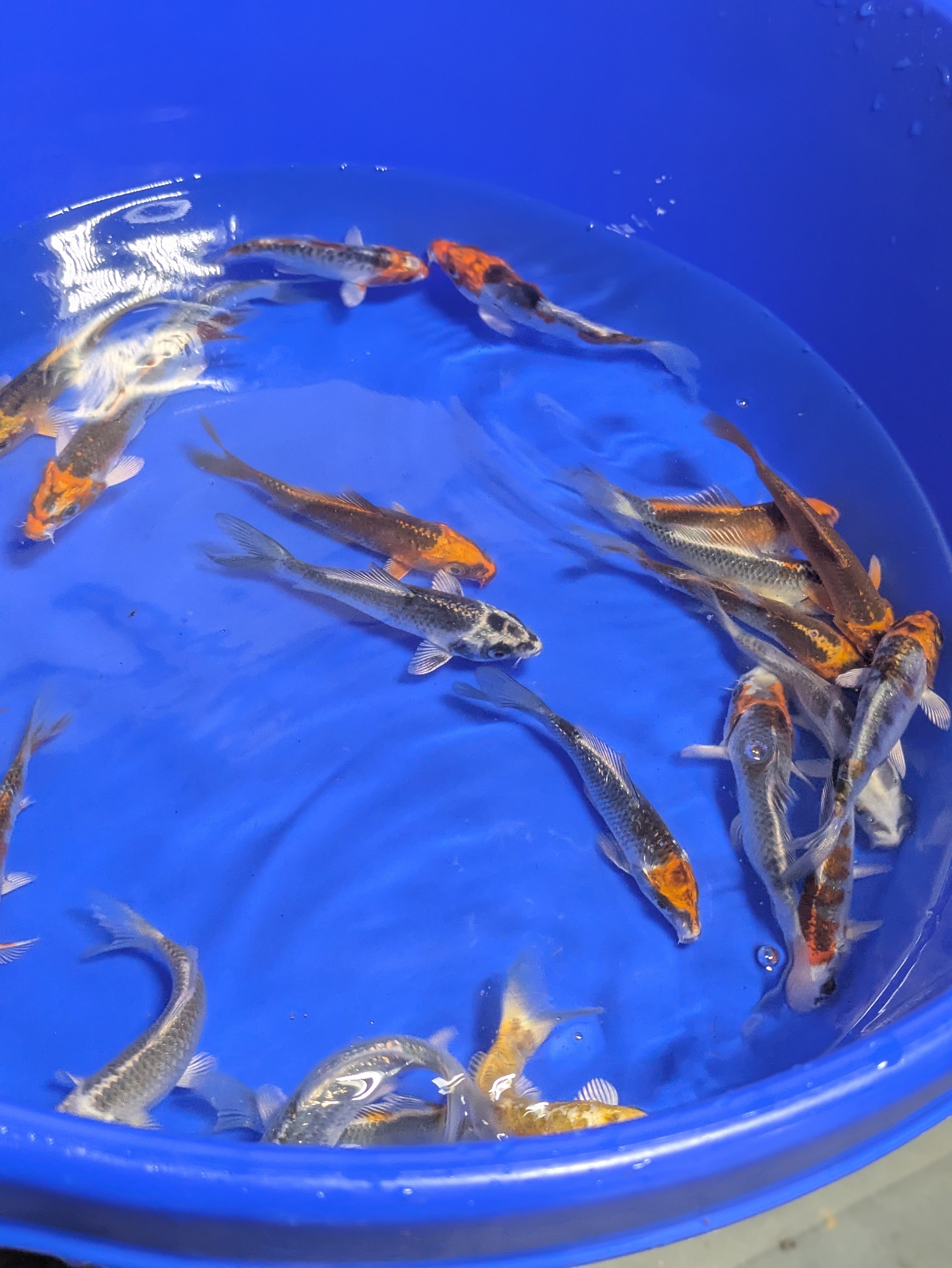 4-5" Imported Skeleton Koi Fish