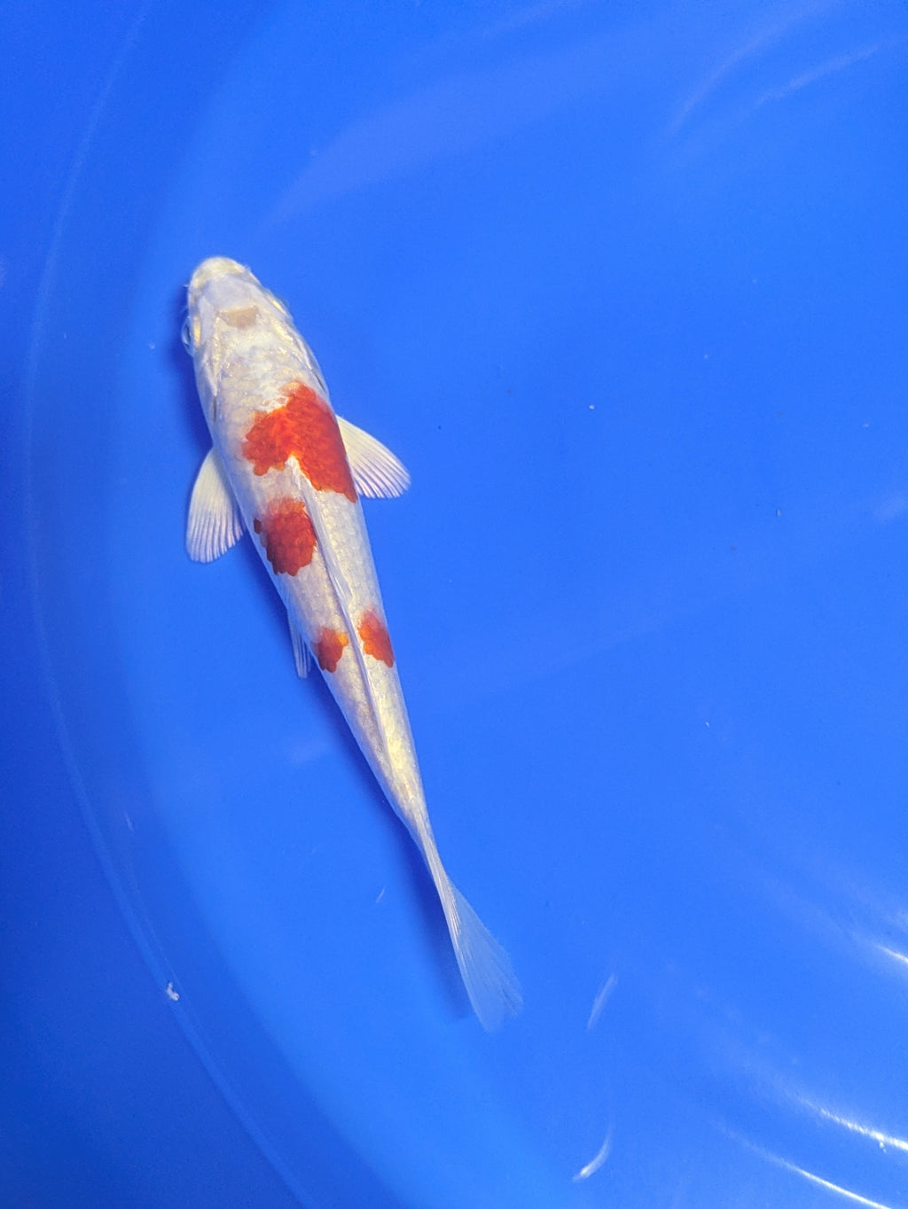 5-6" Premium Select Imported Koi Fish