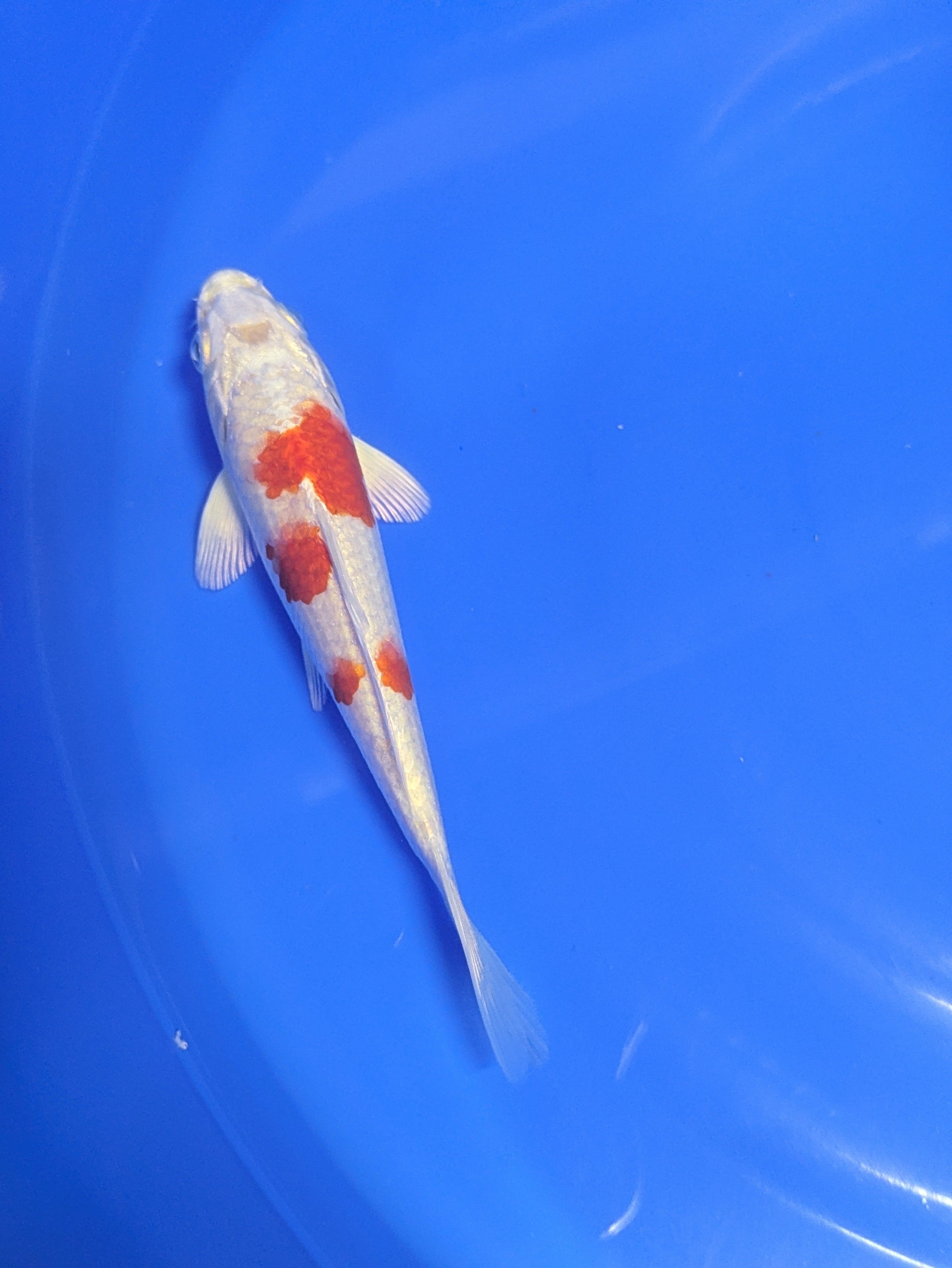5-6" Premium Select Imported Koi Fish