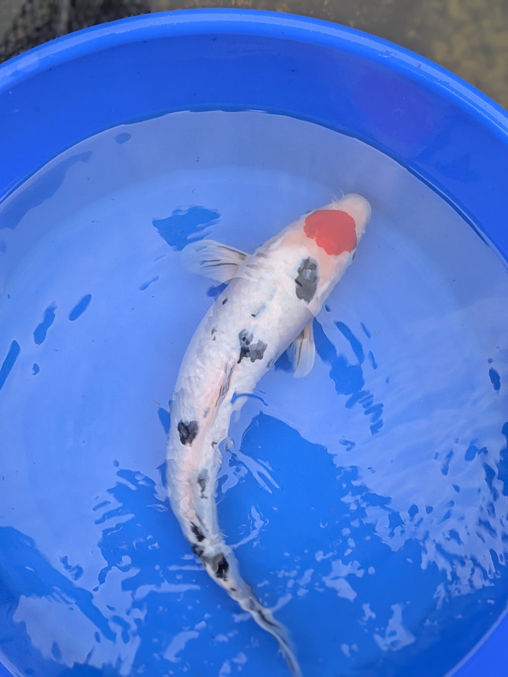 14-16" Imported Tancho Sanke Koi Fish