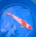 16-18" Imported Ginrin Kohaku Koi Fish