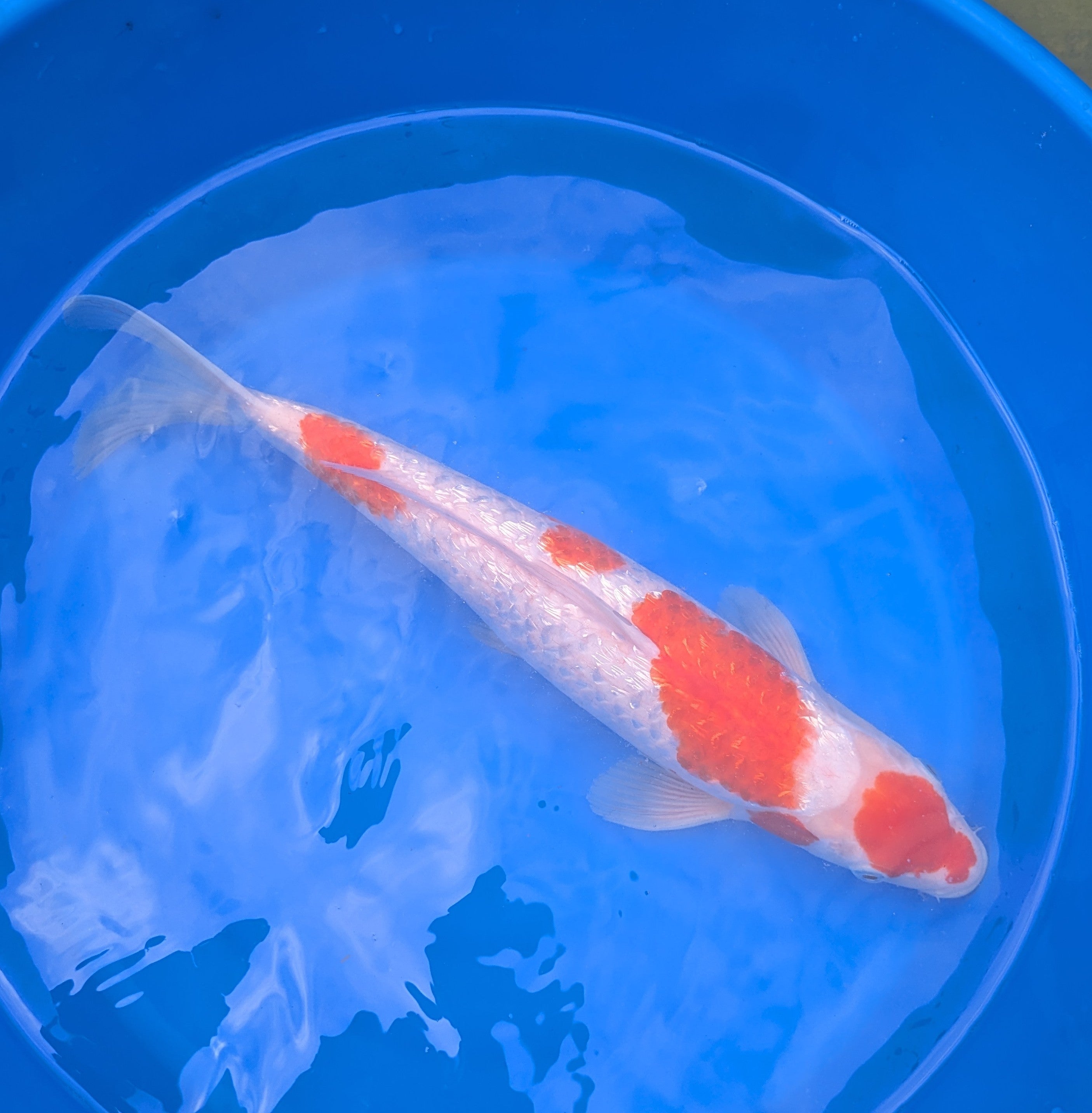 16-18" Imported Ginrin Kohaku Koi Fish