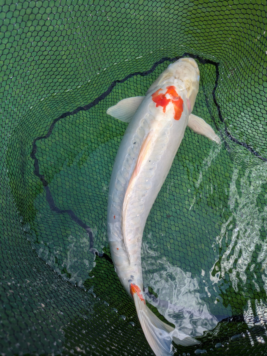 26" Jumbo Koi Fish
