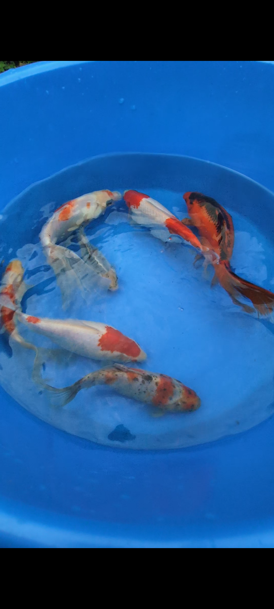 Large Beginner Grade Goldfish