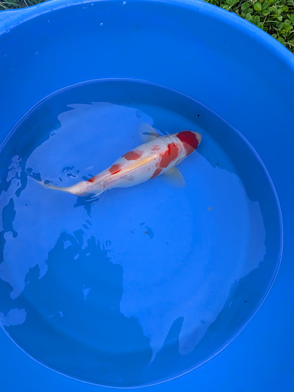 10-12" High Quality American Kohaku Koi Fish