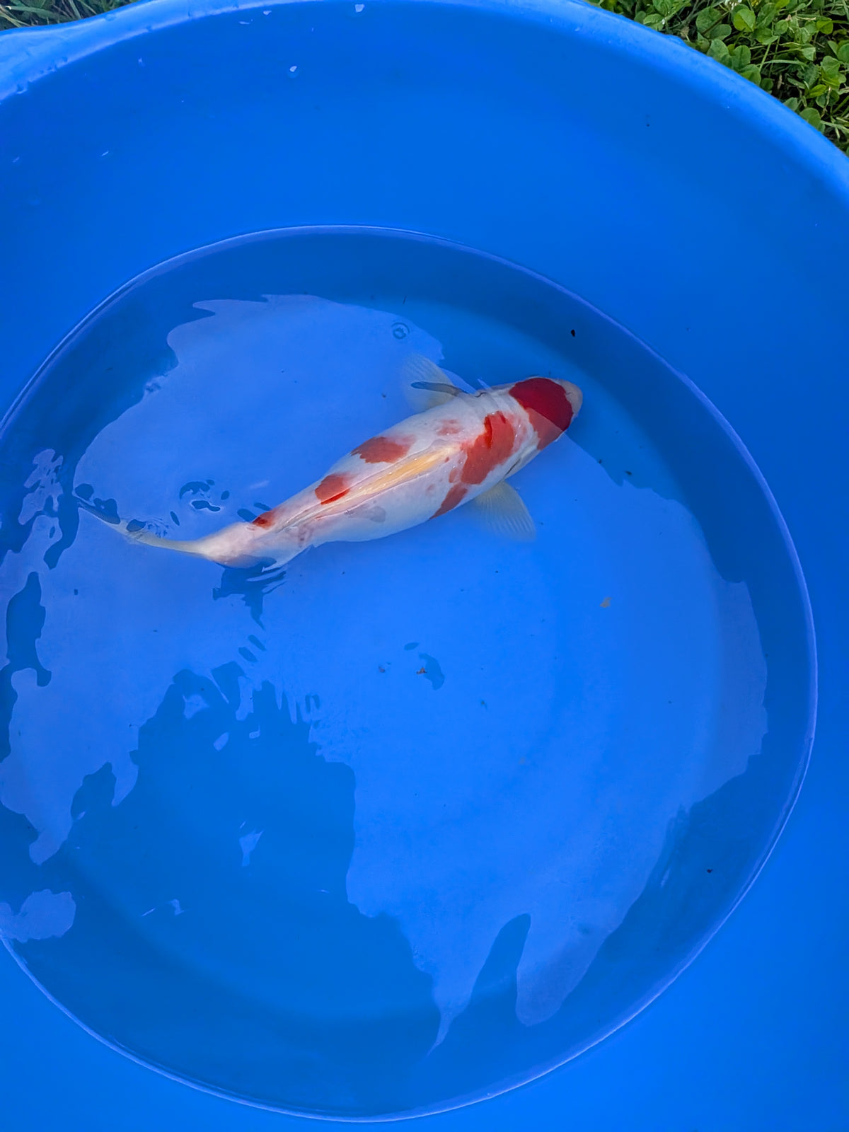 10-12" High Quality American Kohaku Koi Fish