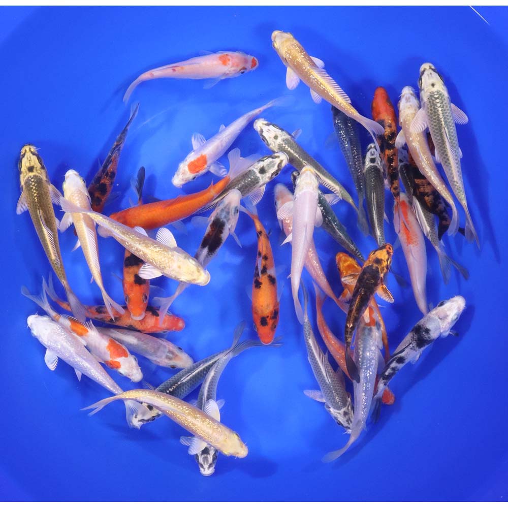 Lot of 30 Imported Standard Grade 4-5" Koi Fish. Available by shipping only!