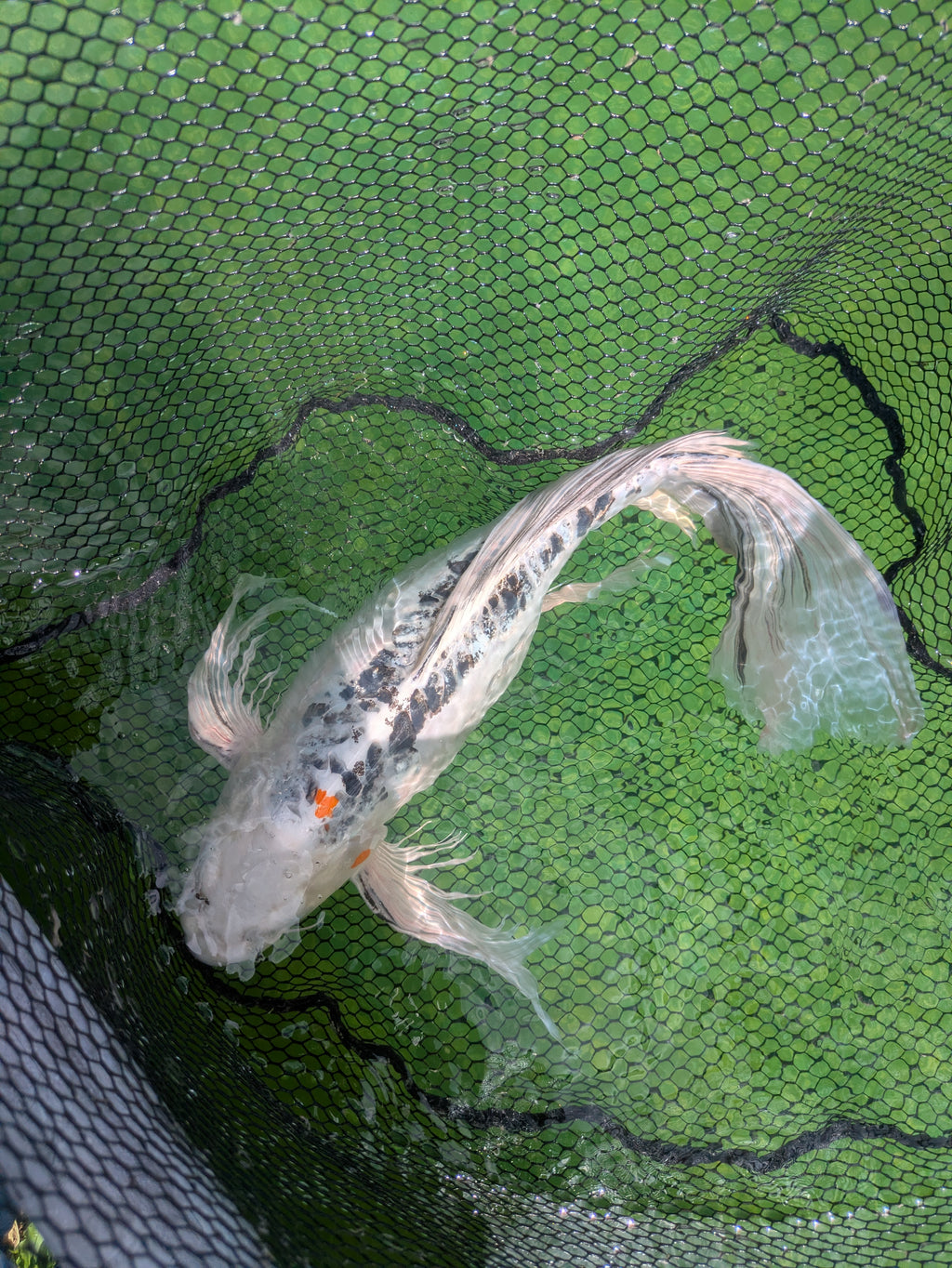 25" Jumbo Butterfly Koi Fish