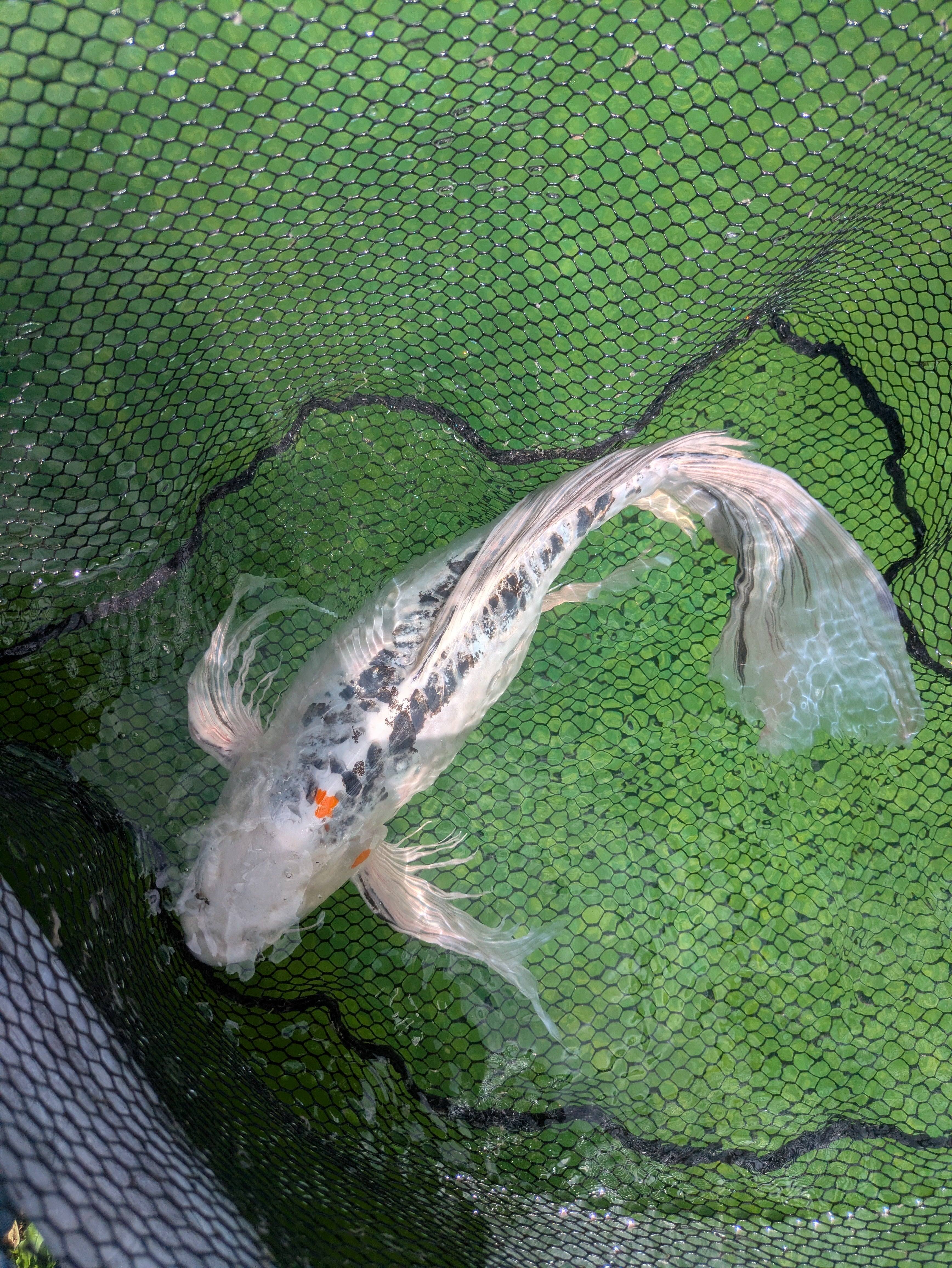25" Jumbo Butterfly Koi Fish
