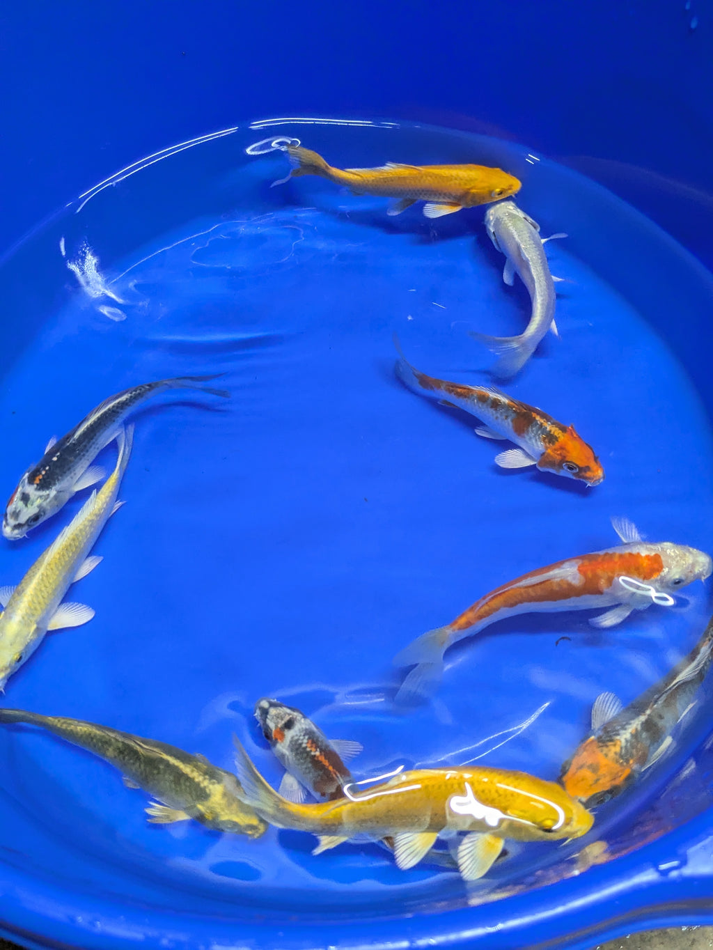 5"-6" Imported Hikari Koi fish
