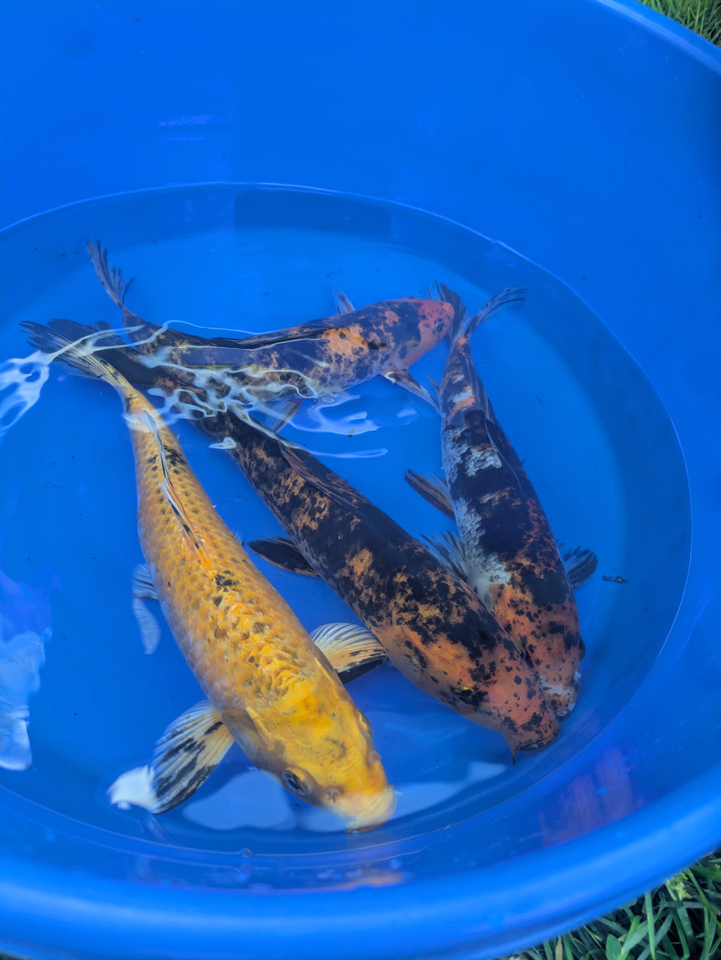 10"-12" Beginner Grade Koi Fish