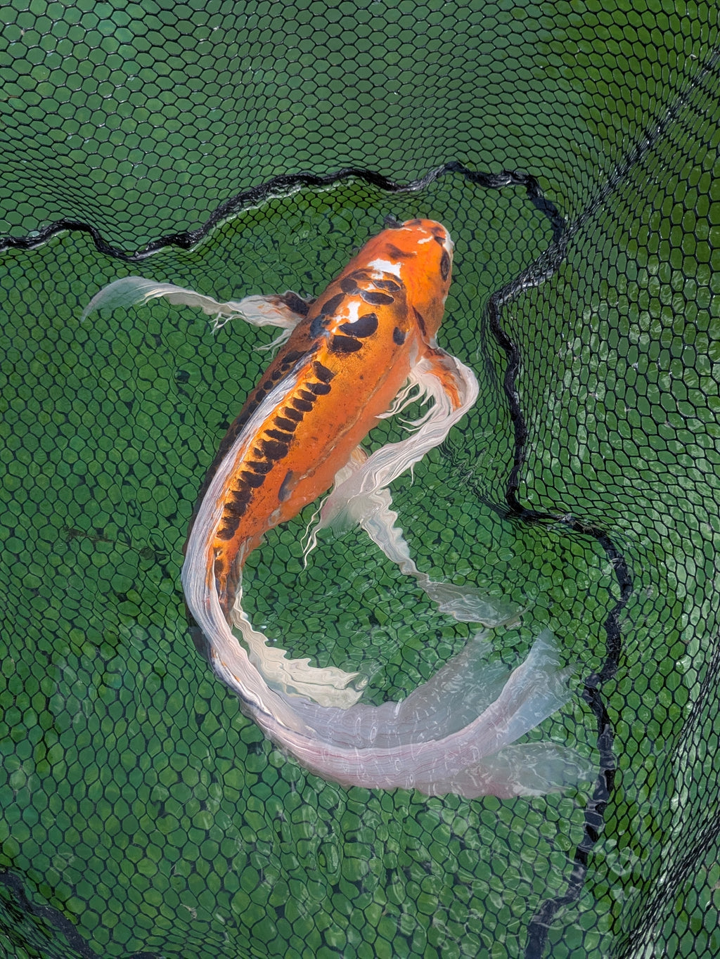 24" Jumbo Butterfly Koi Fish