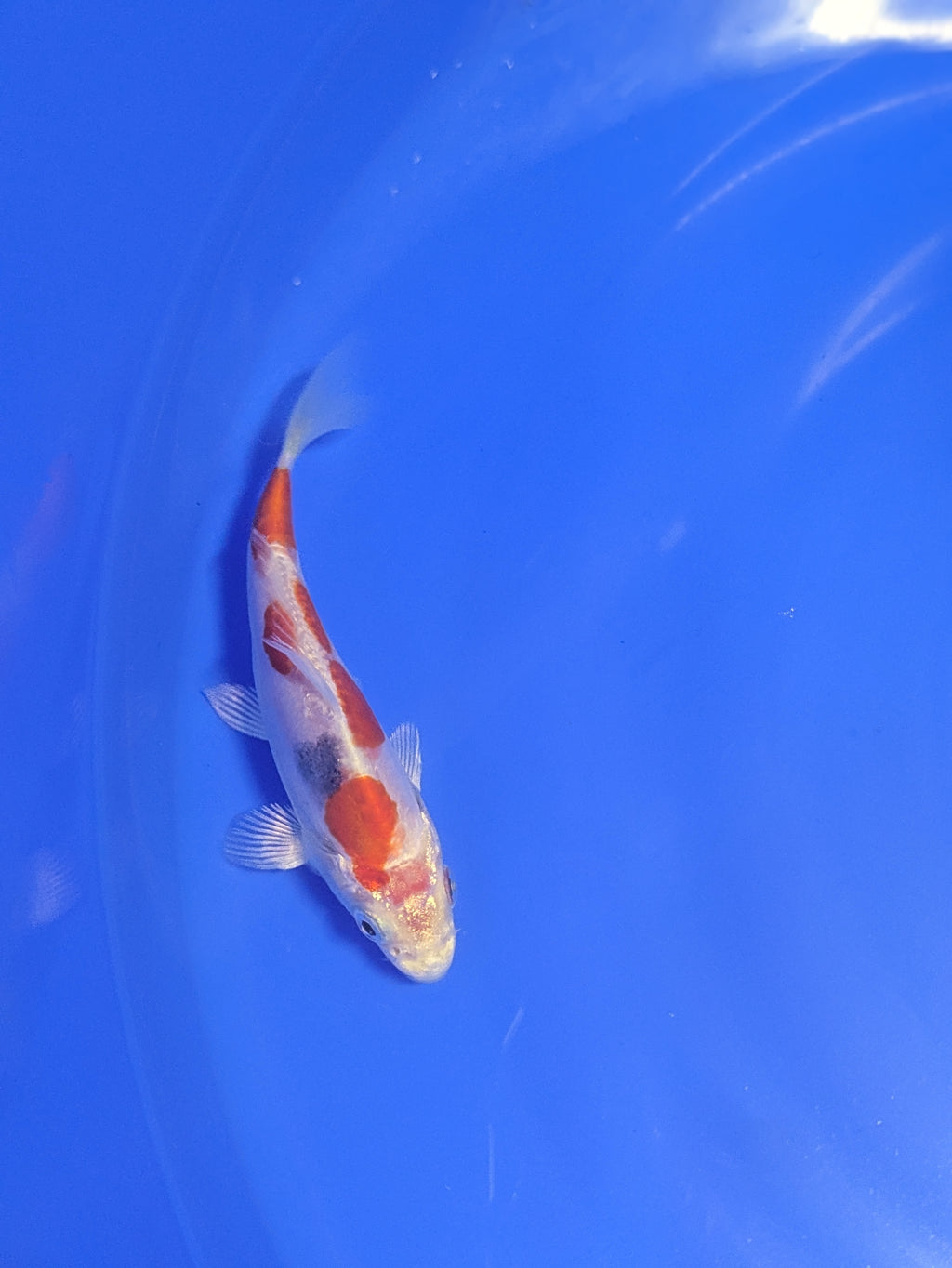 5-6" Premium Select Imported Koi Fish