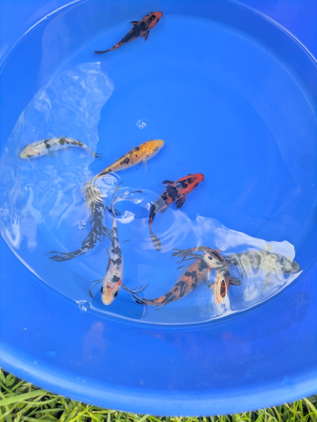 4"-5" Beginner Grade Koi Fish