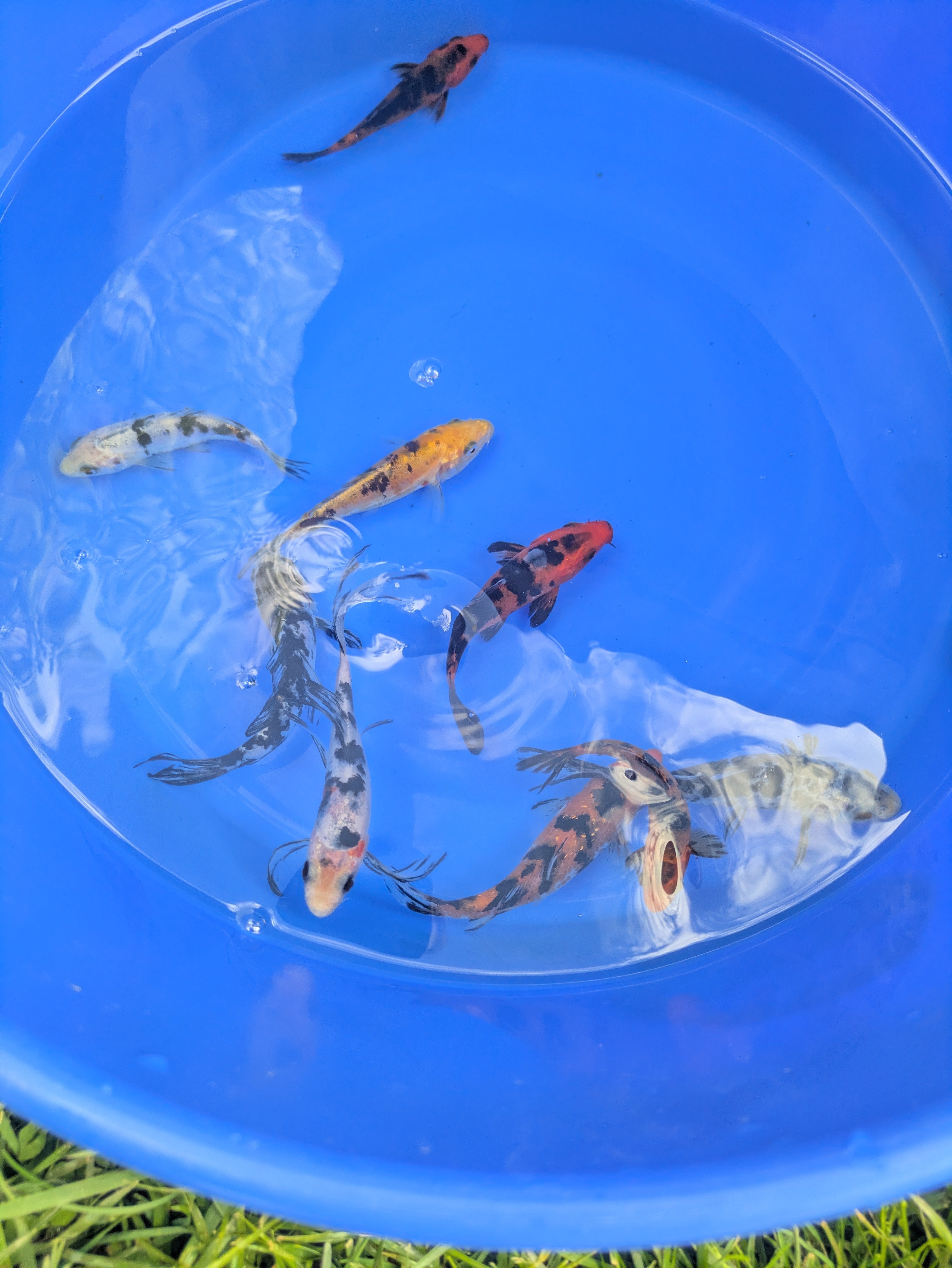 4"-5" Beginner Grade Koi Fish